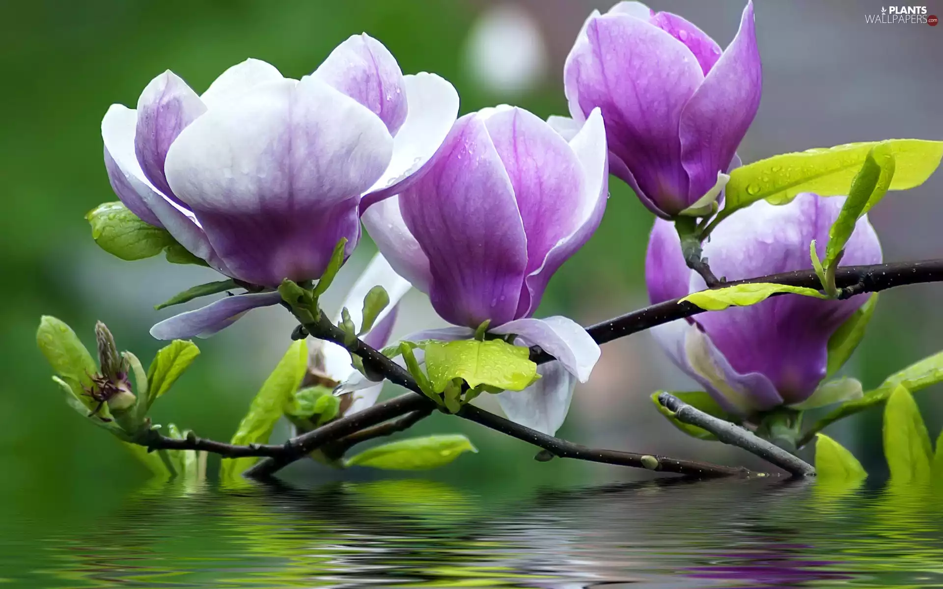 Magnolia, water