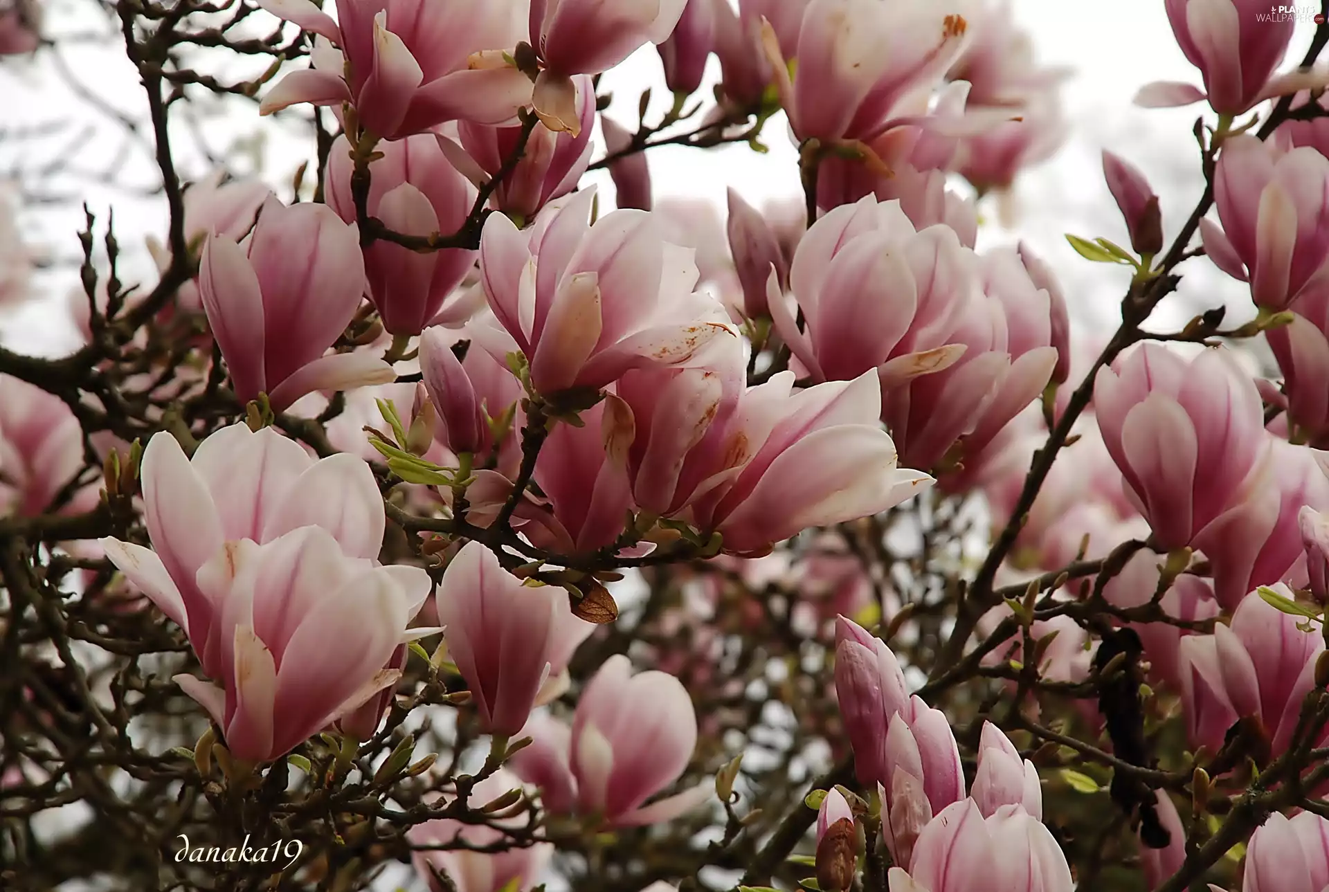 Magnolia, pink, White