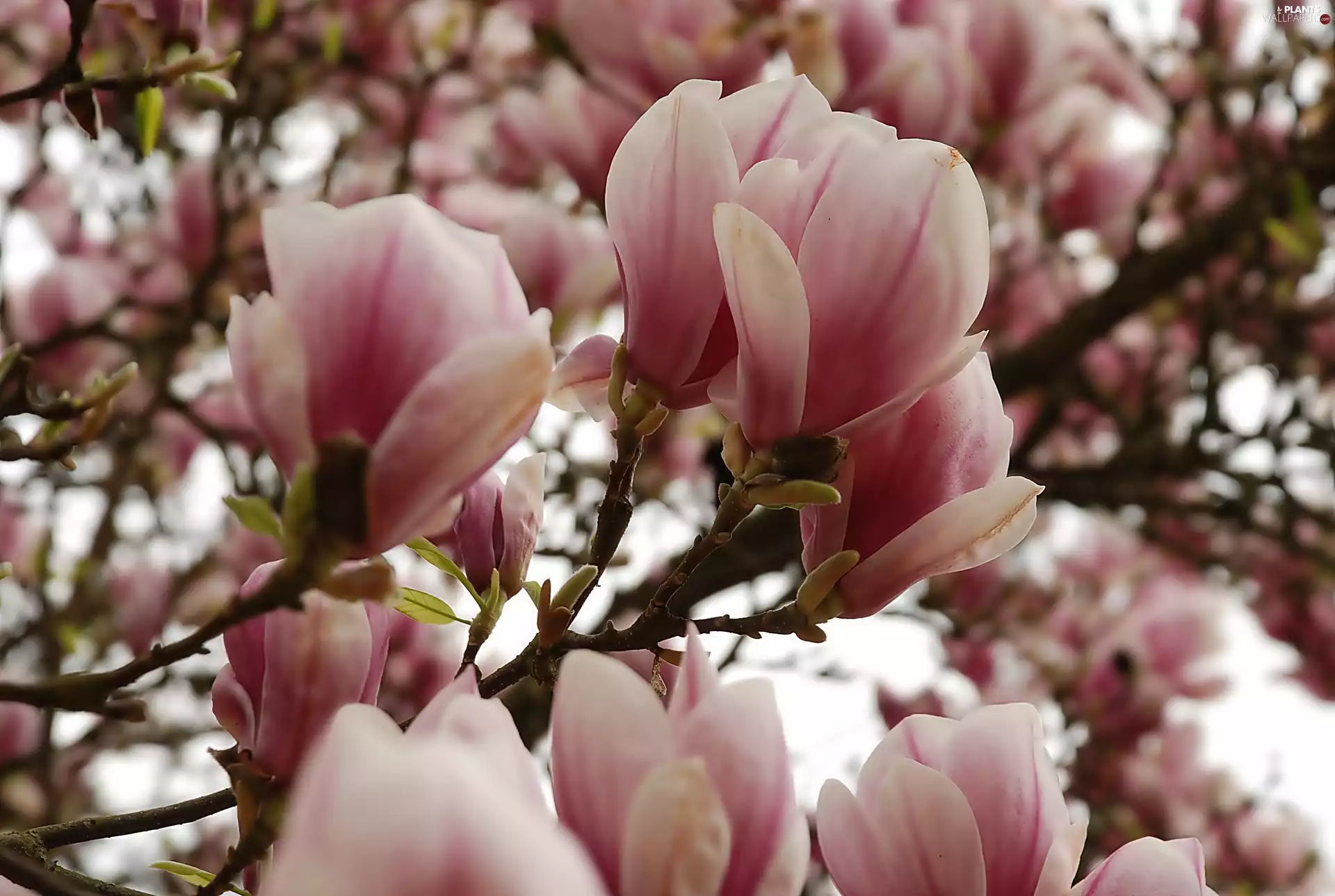 Magnolia, pink, White
