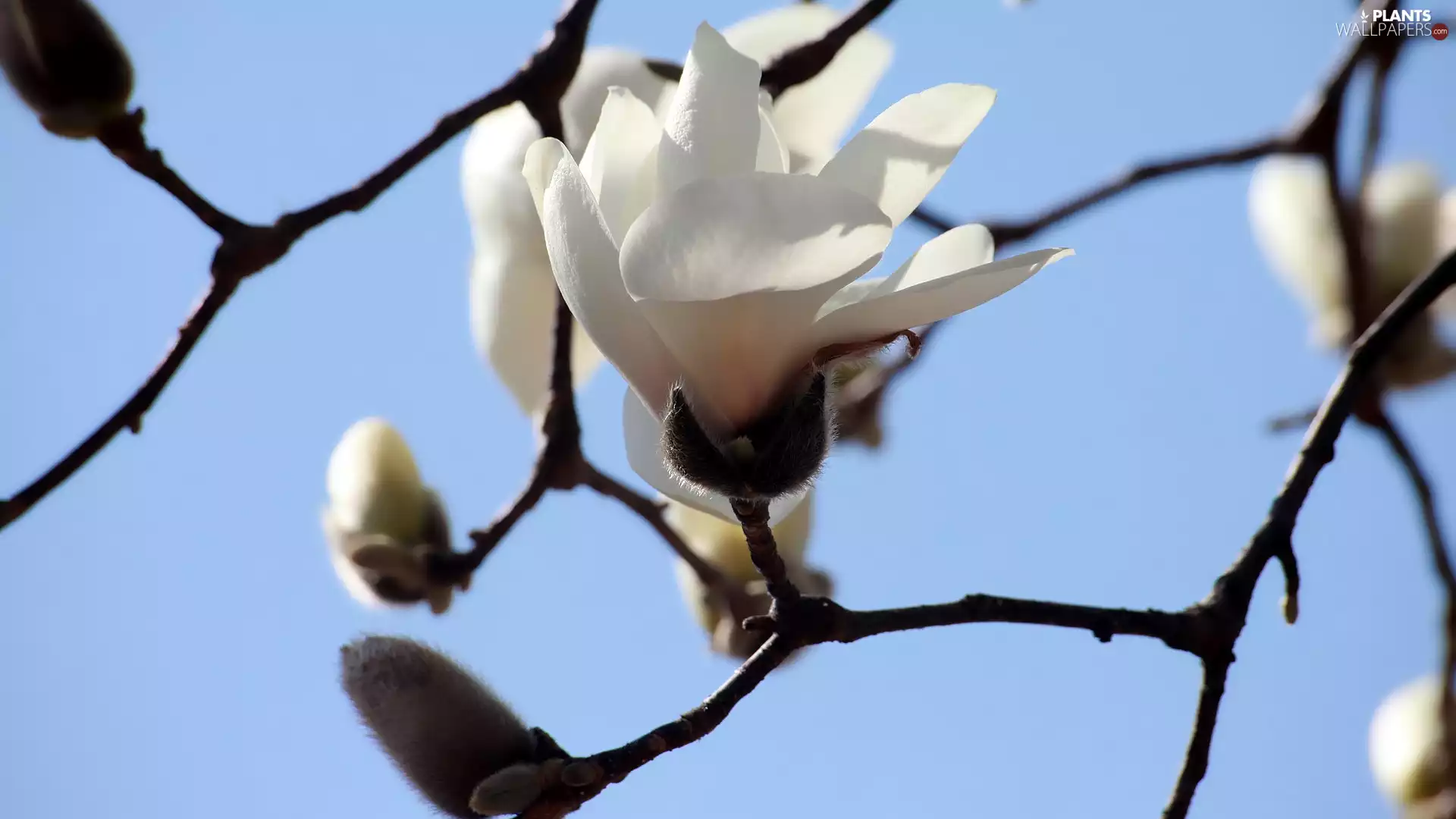 Magnolia, twig, White