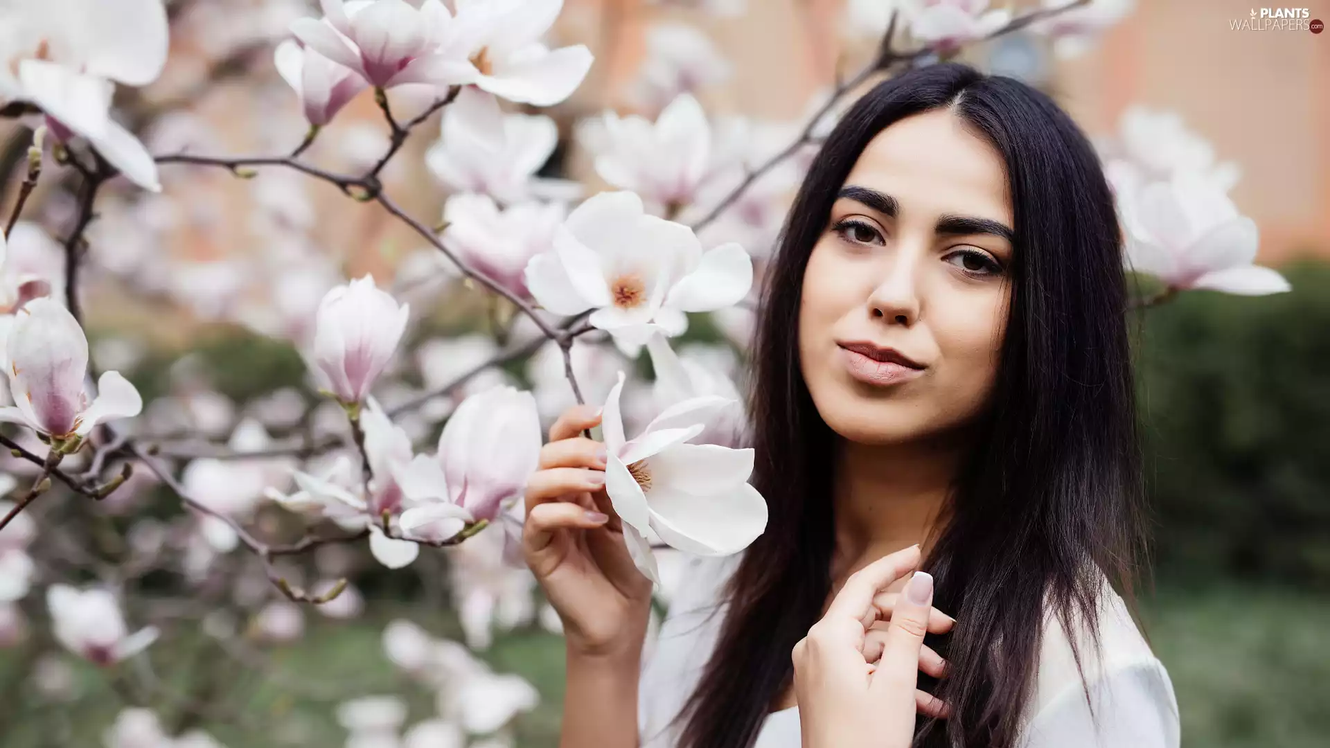 Magnolias, Women, brunette