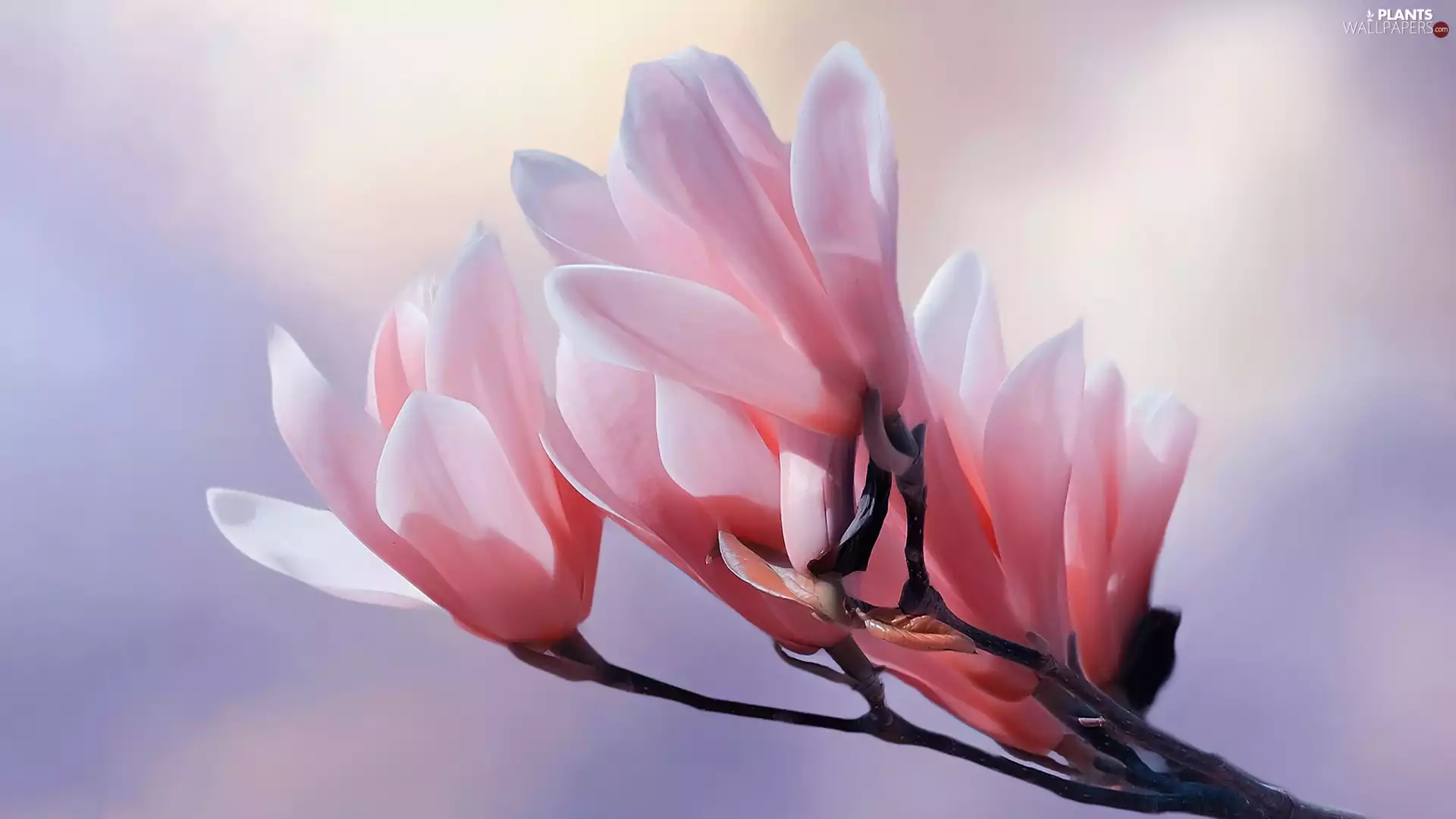 Flowers, twig, rapprochement, Magnolias