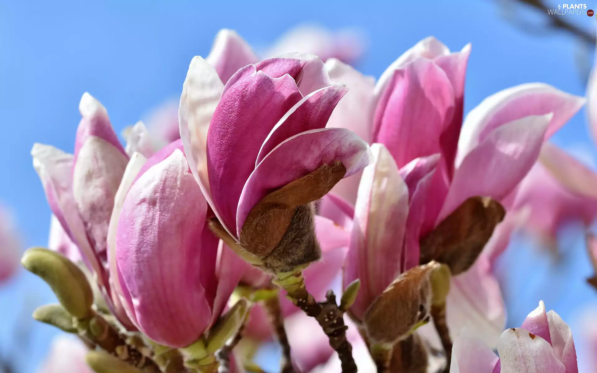 Magnolias, Flowers, Pink