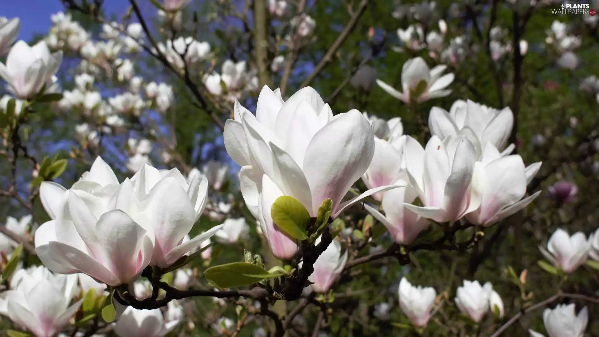 Magnolias, flourishing, White