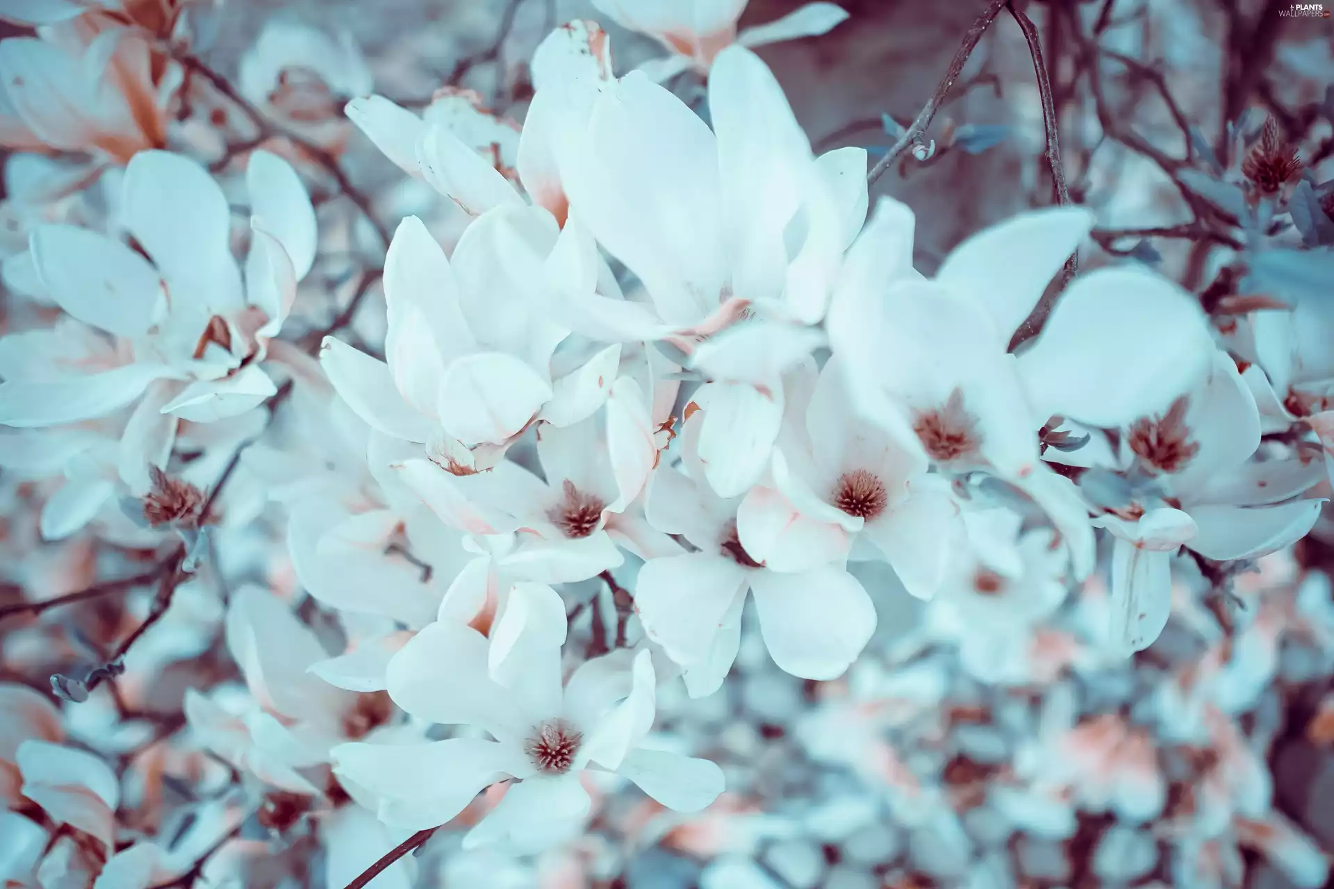 Magnolias, Flowers, White