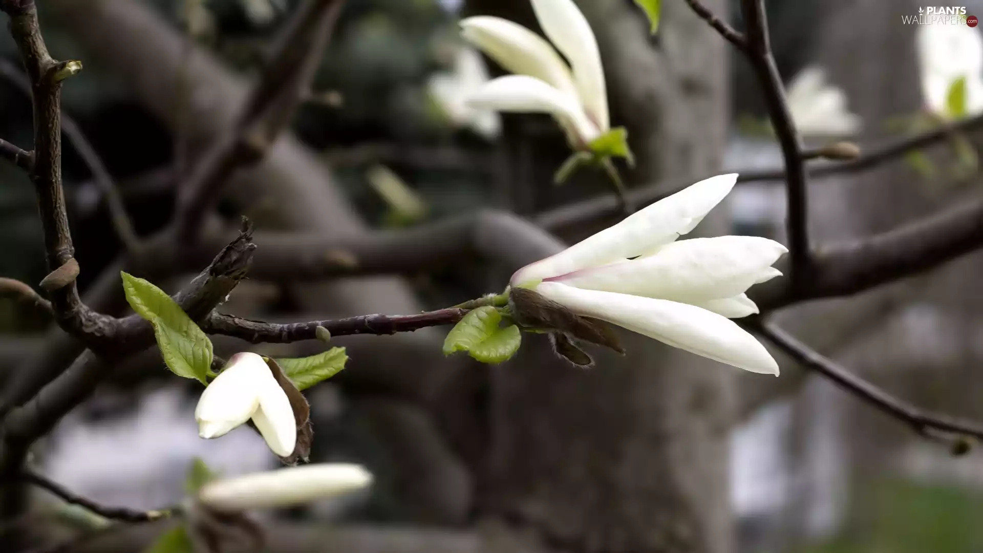 Magnolii, White, Flowers