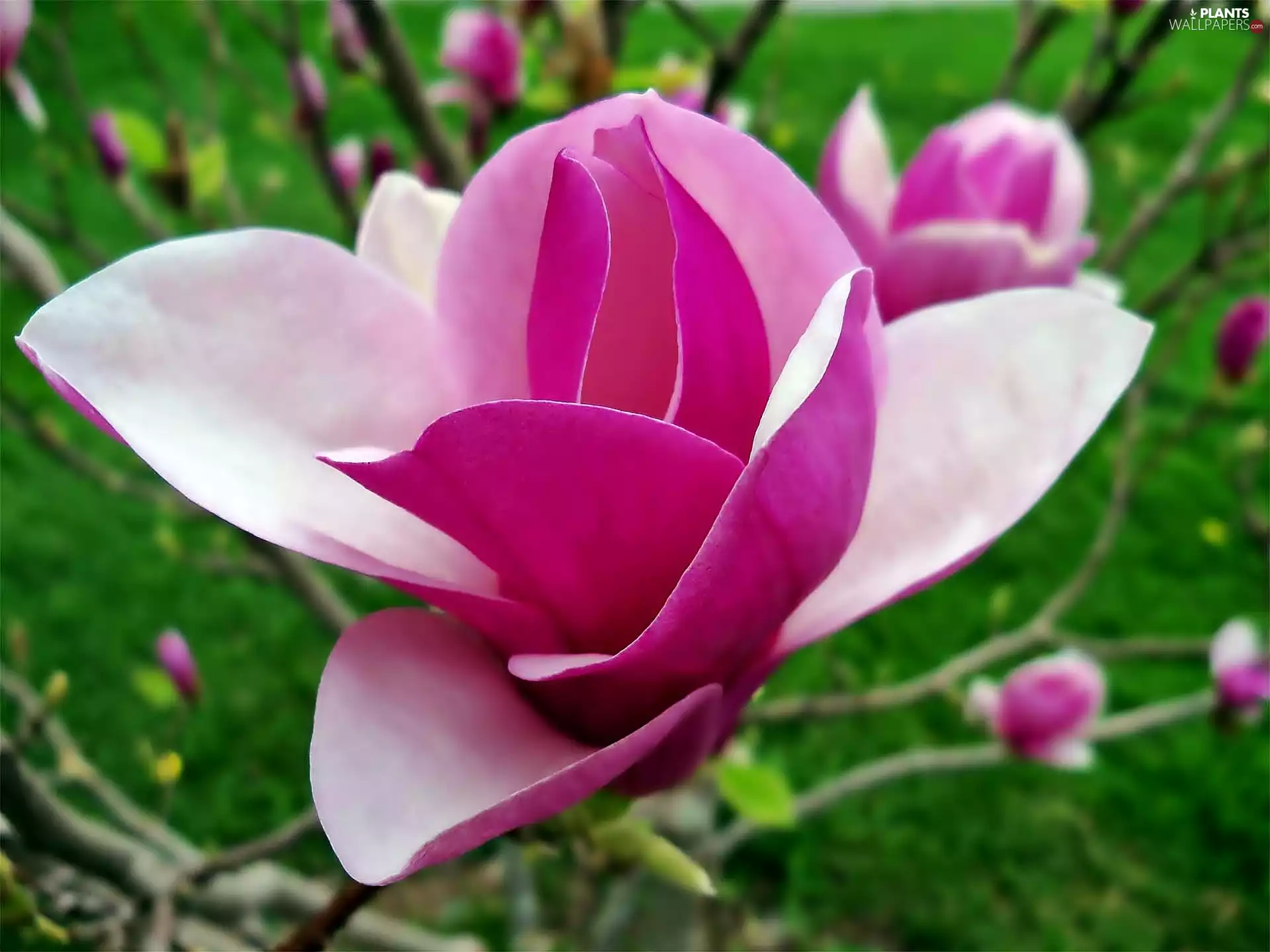 rapprochement, Colourfull Flowers, Magnolii