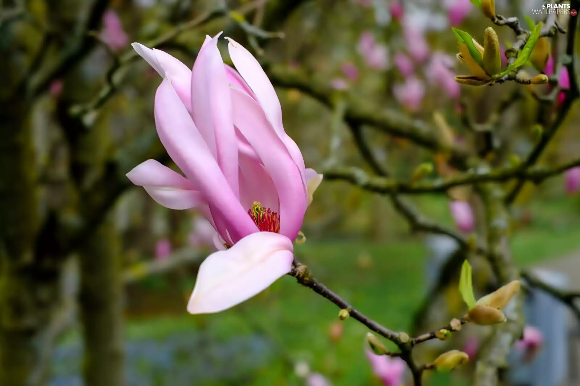 Pink, Magnolii, Twigs, Colourfull Flowers