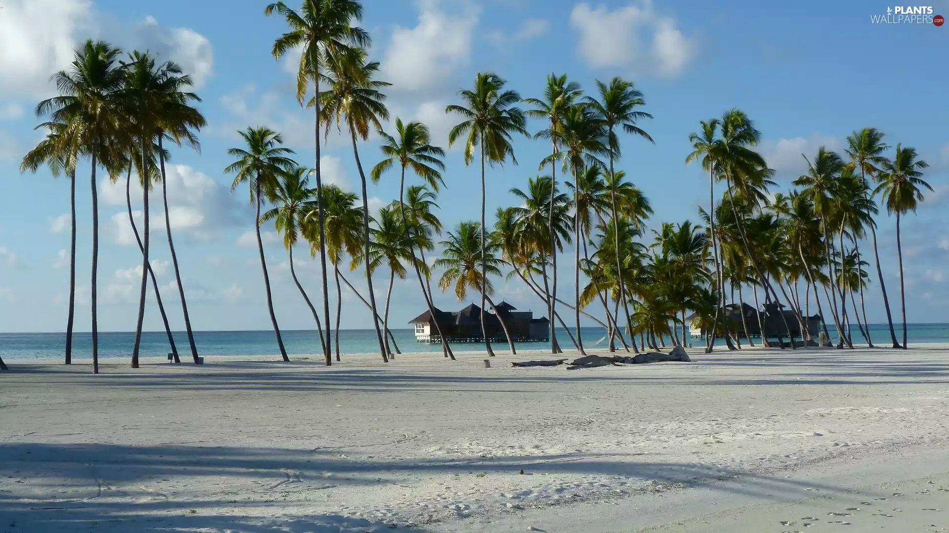 Palms, sea, Lankanfushi Island, buildings, Beaches, Sky, Maldives