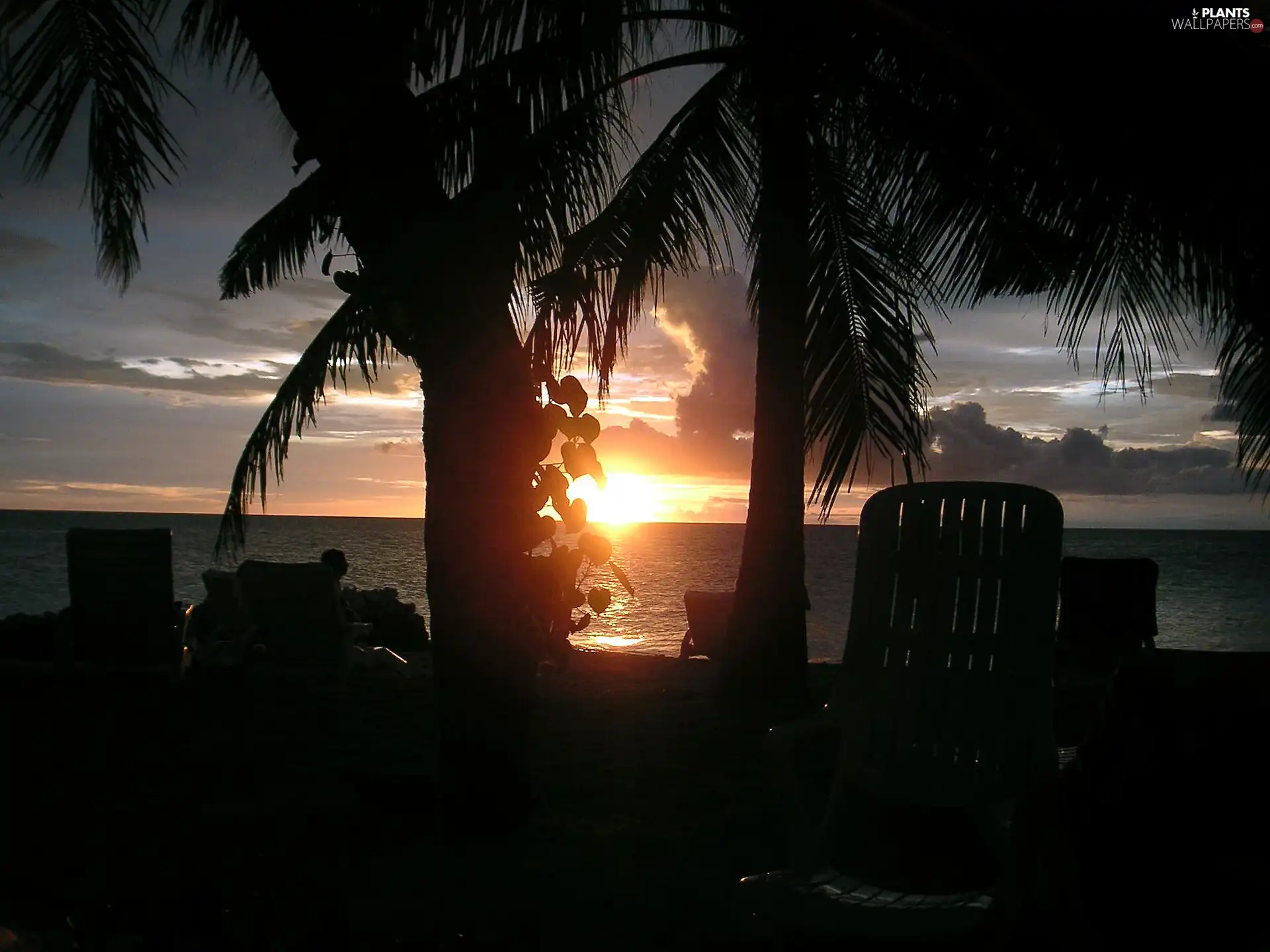 sea, Great Sunsets, Maldives, Palms