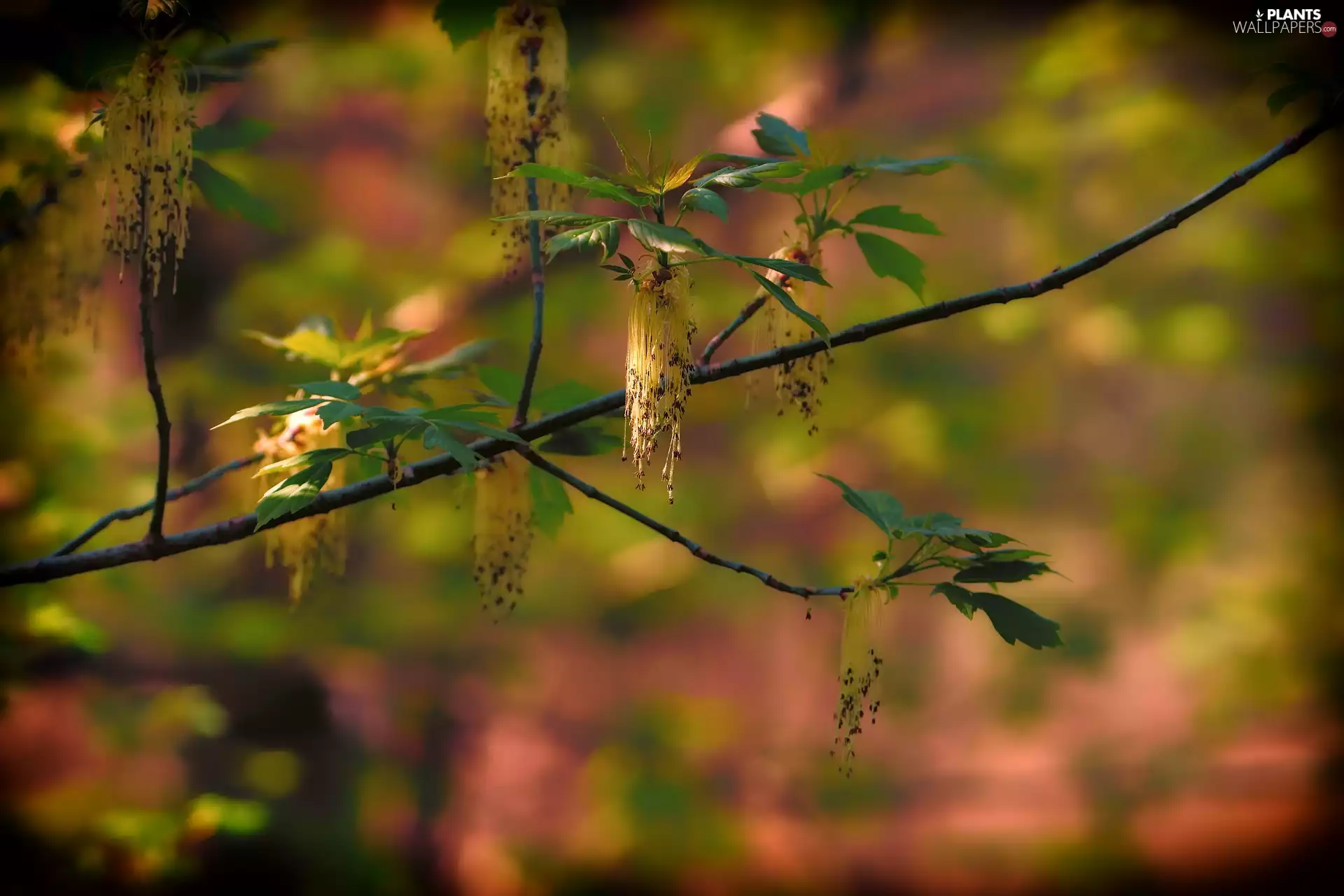 Manitoba Maple, Twigs