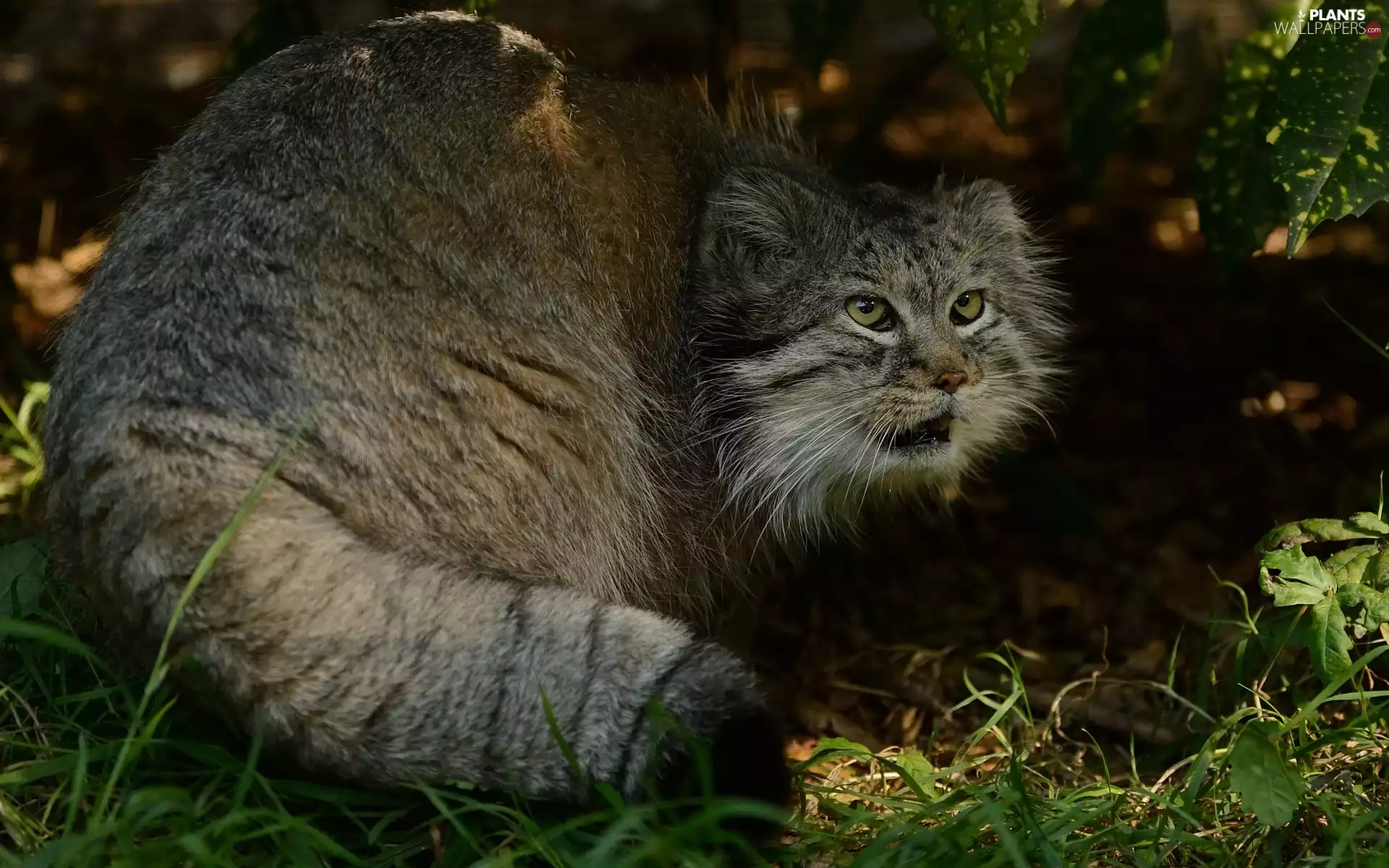 Manul, grass