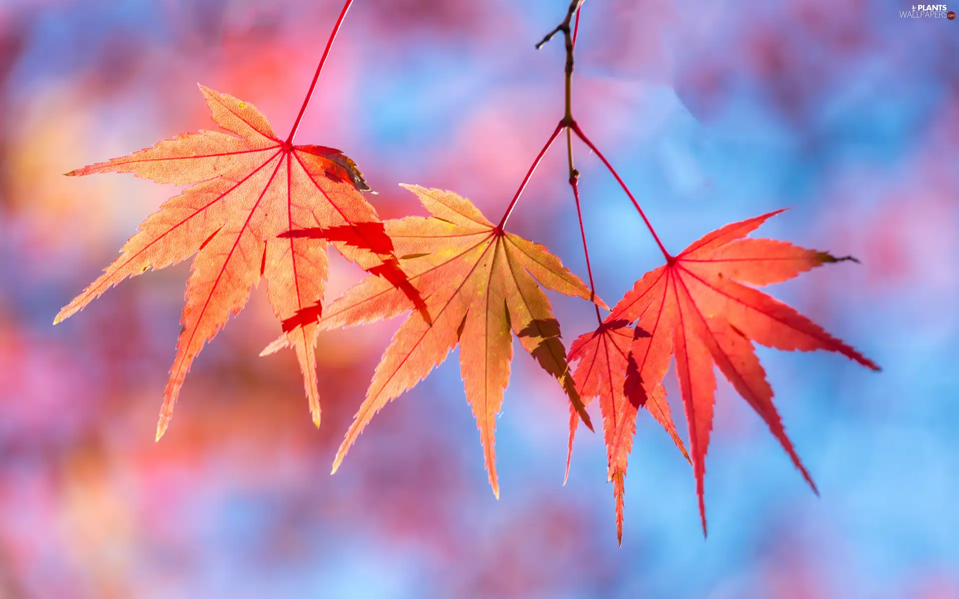 Autumn, Leaf, color, maple