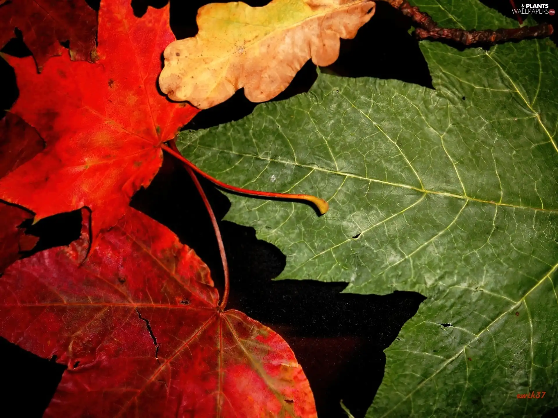 autumn, colors, maple, Leaf