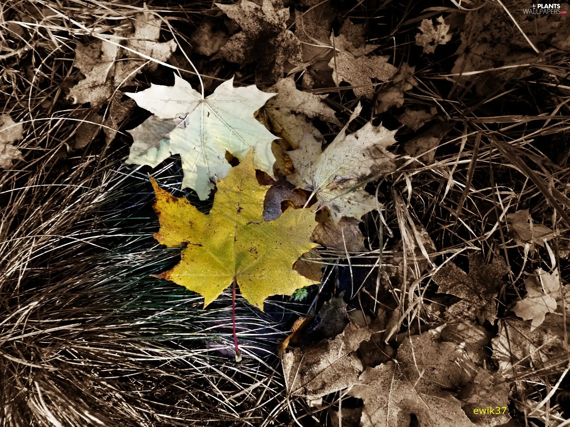 autumn, leaf, maple, Yellow