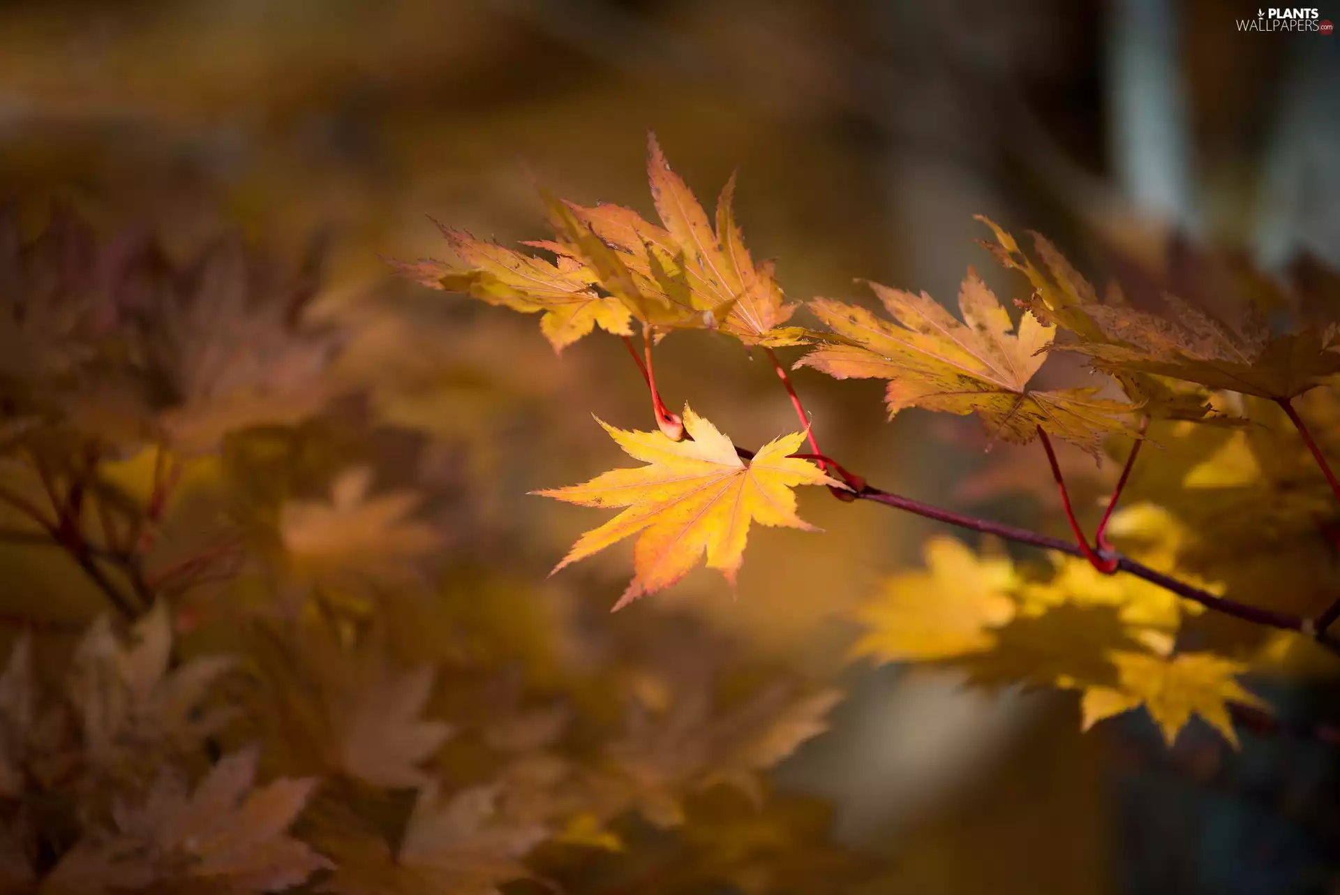 maple, Leaf, autumn