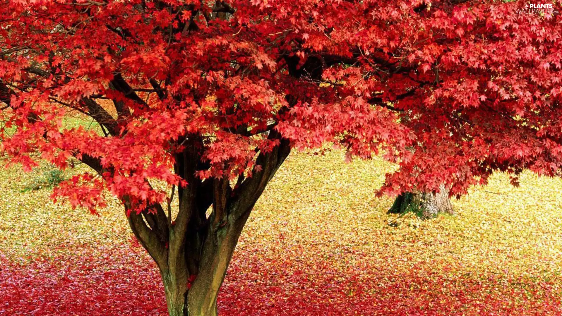 maple, autumn