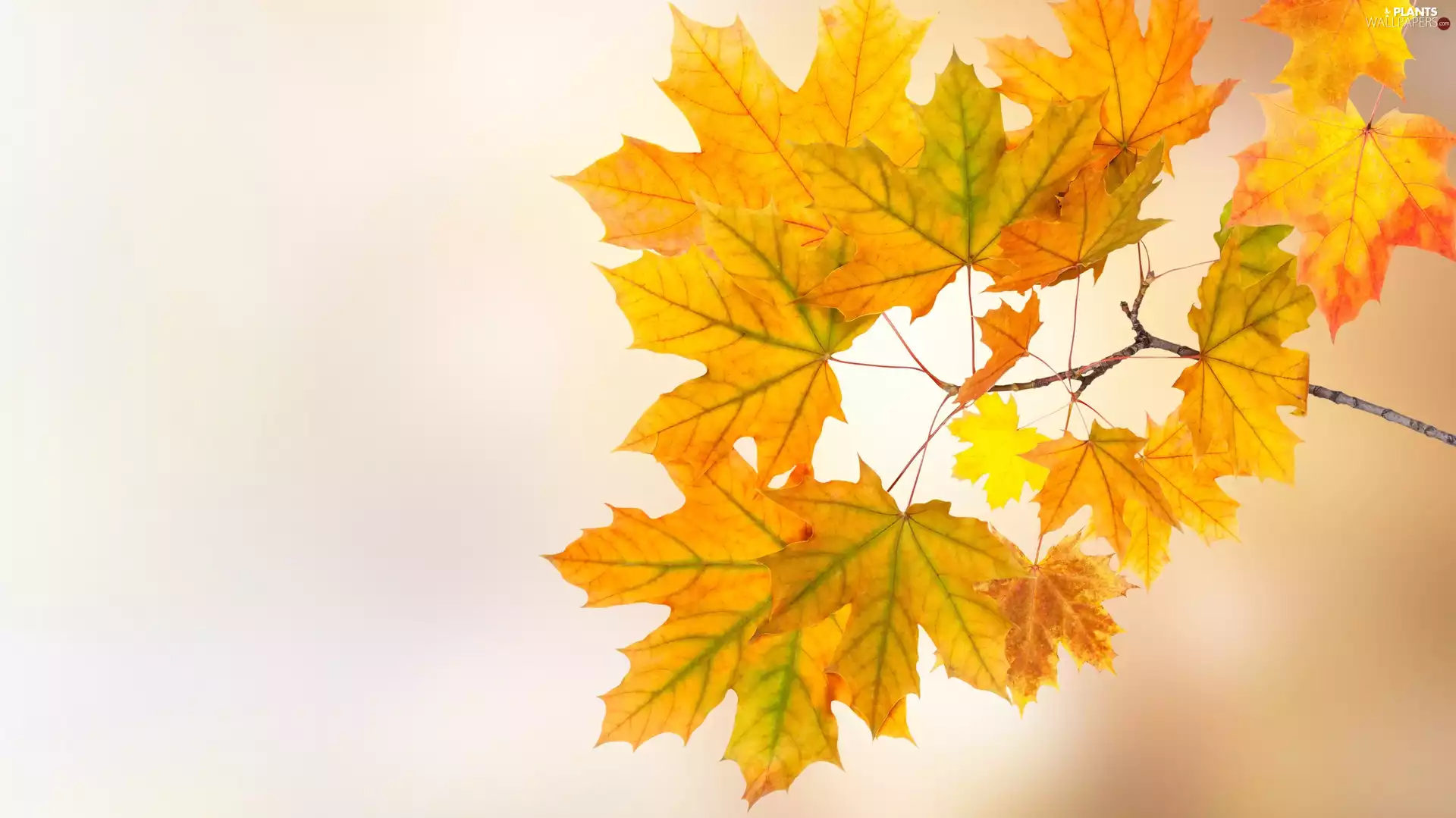 Autumn, maple, blurry background, Leaf