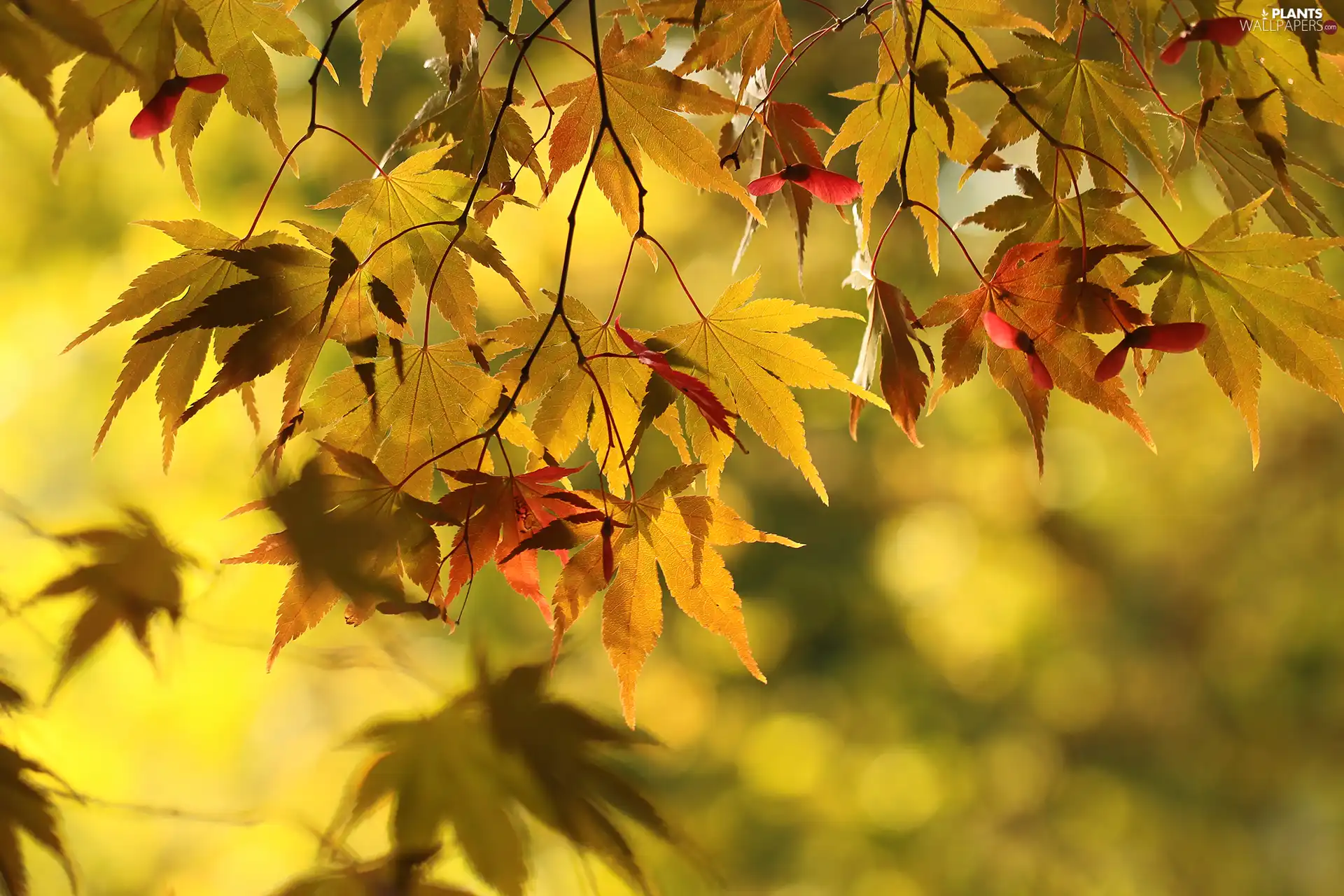 color, maple, blurry background, Leaf