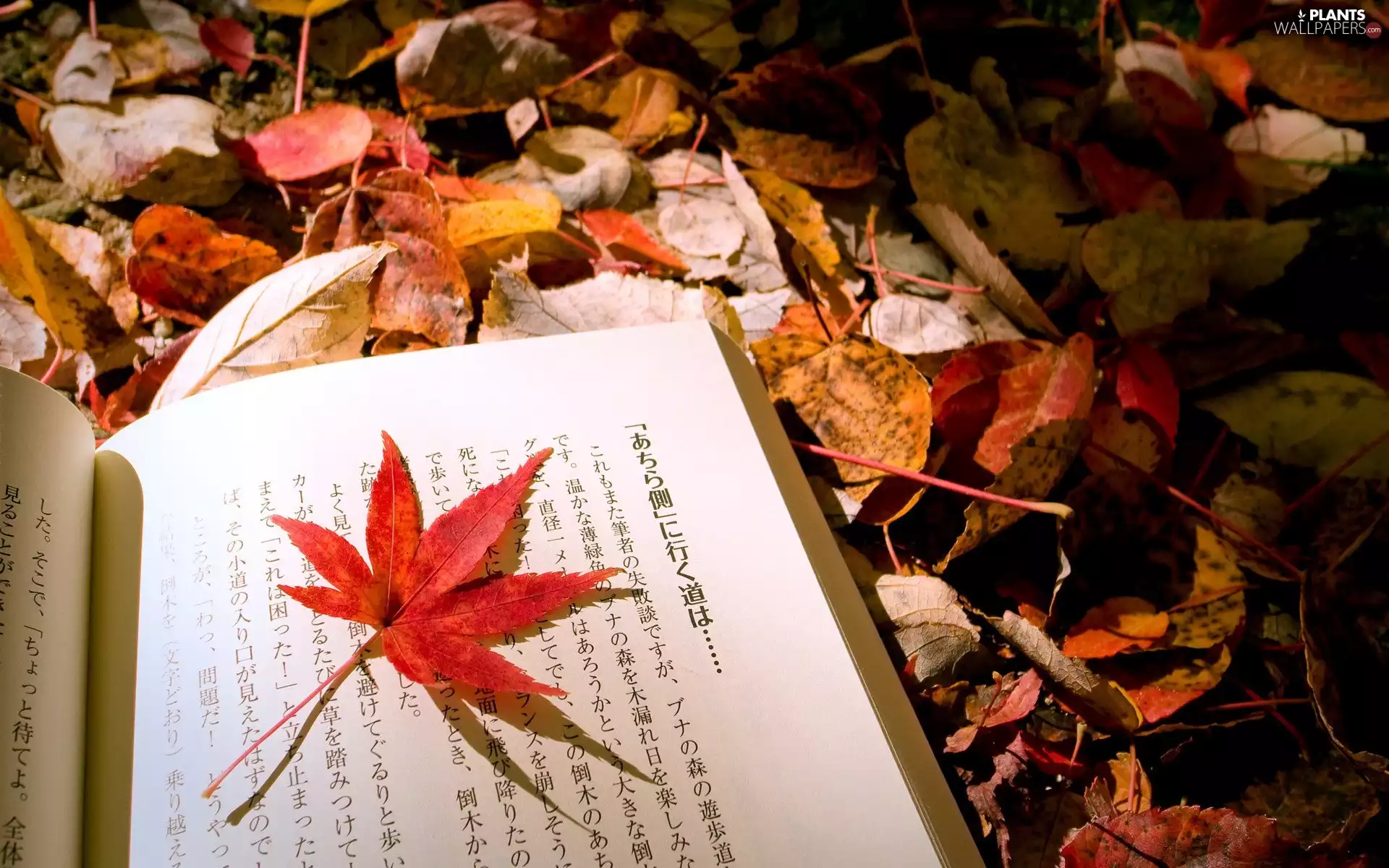 Book, leaf, Leaf, maple