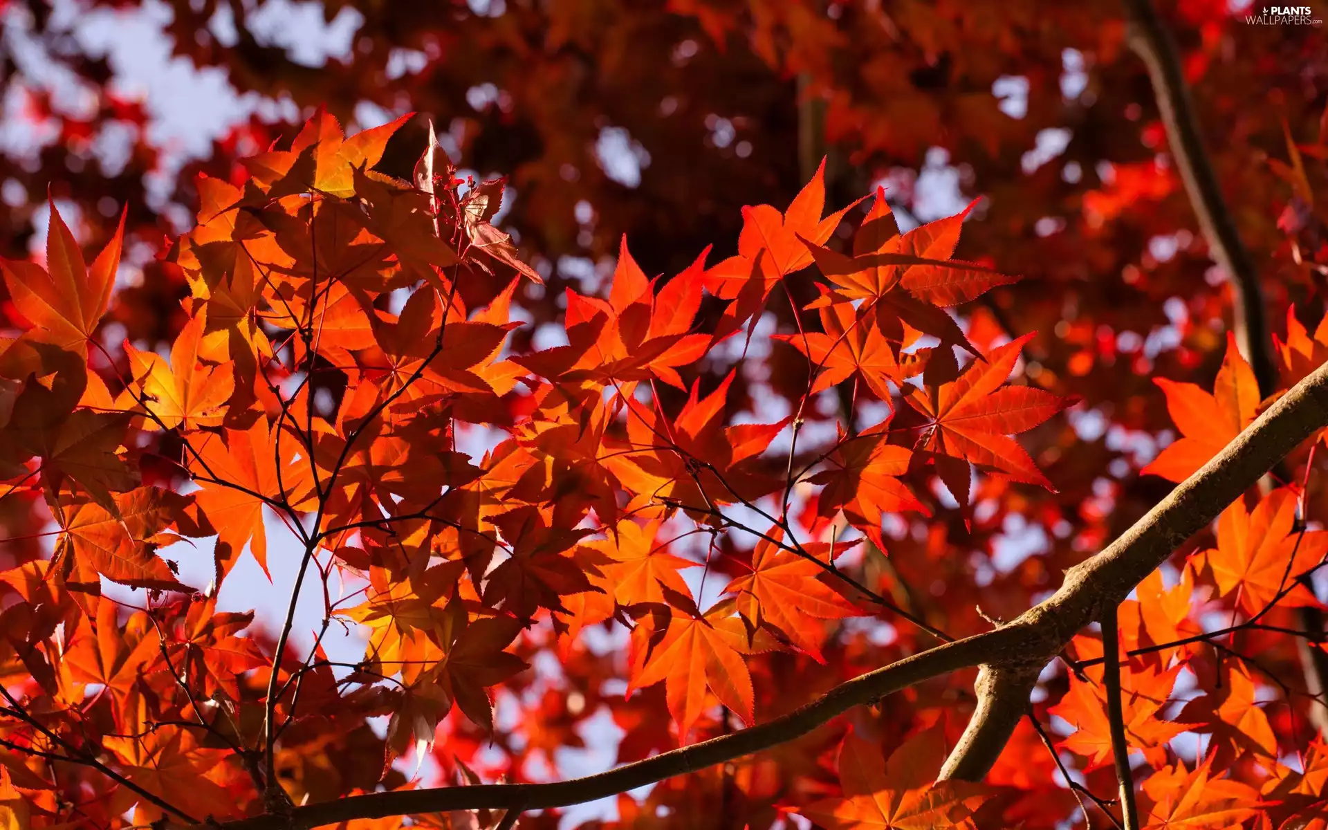 branch pics, Leaf, maple
