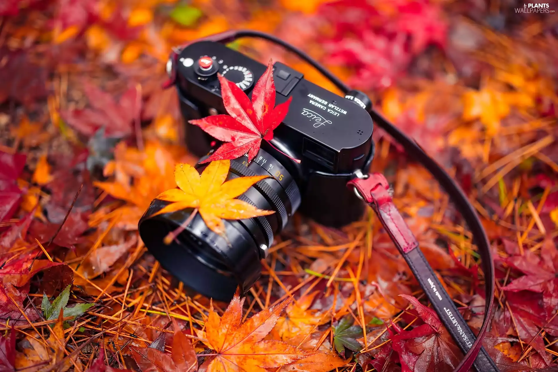 Meadow, autumn, Leaf, maple, Leica Camera