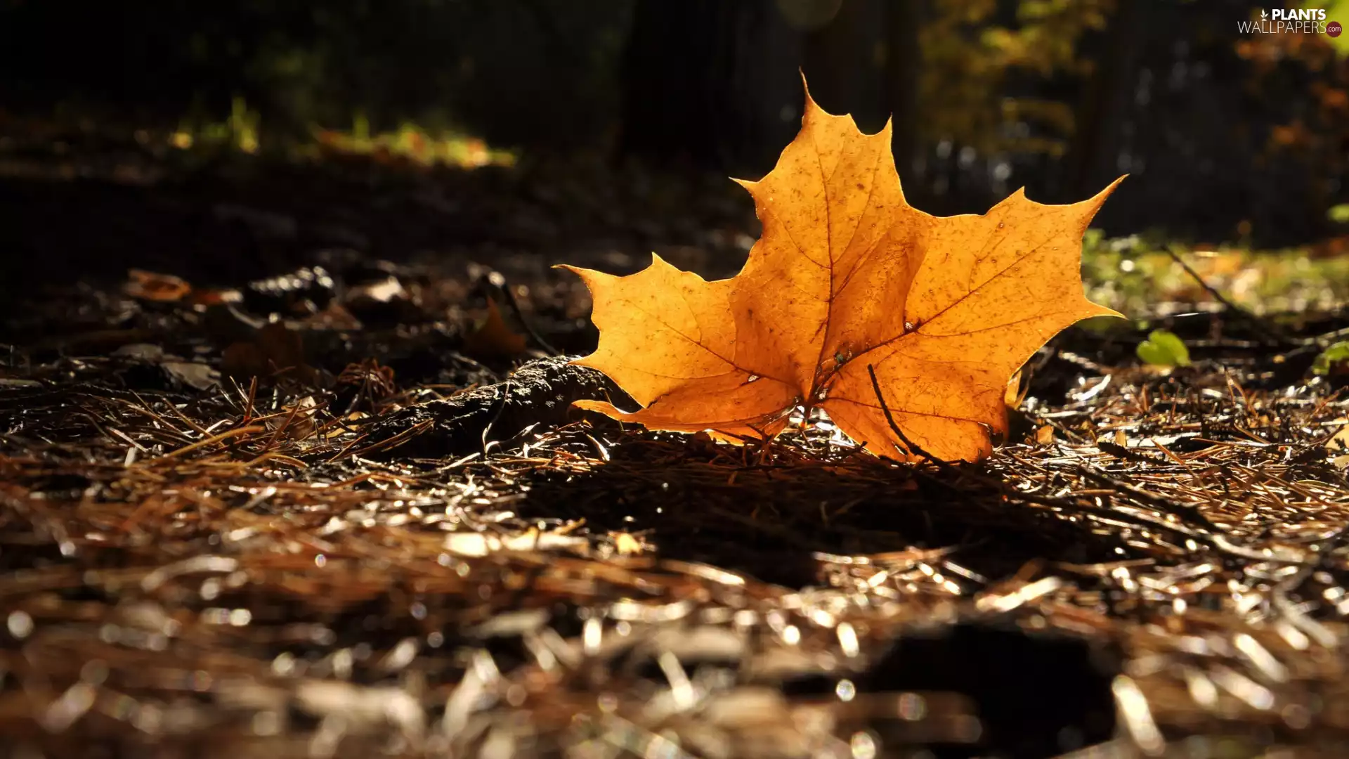 ligh, leaf, flash, maple, yellowed, sun, luminosity