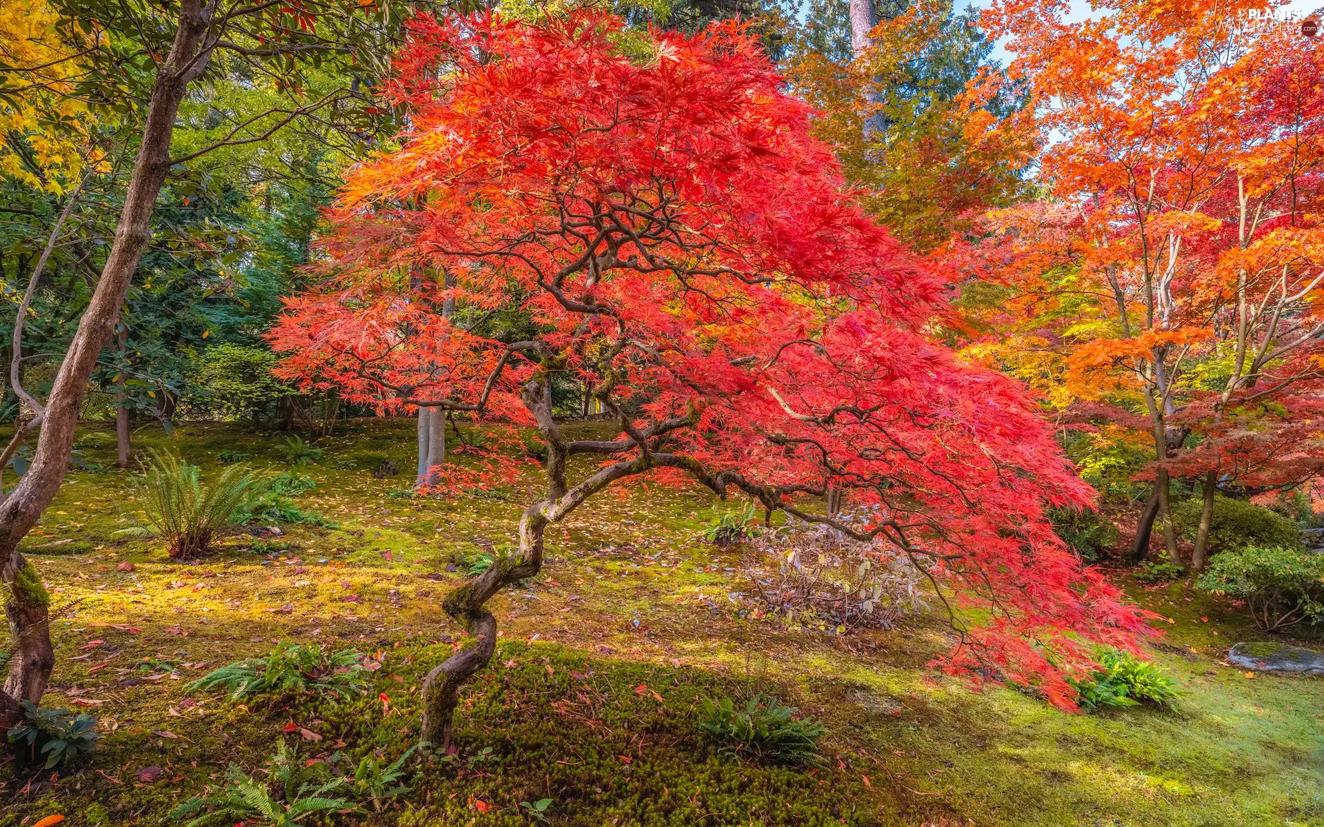 trees, viewes, autumn, Maple Palm, Garden