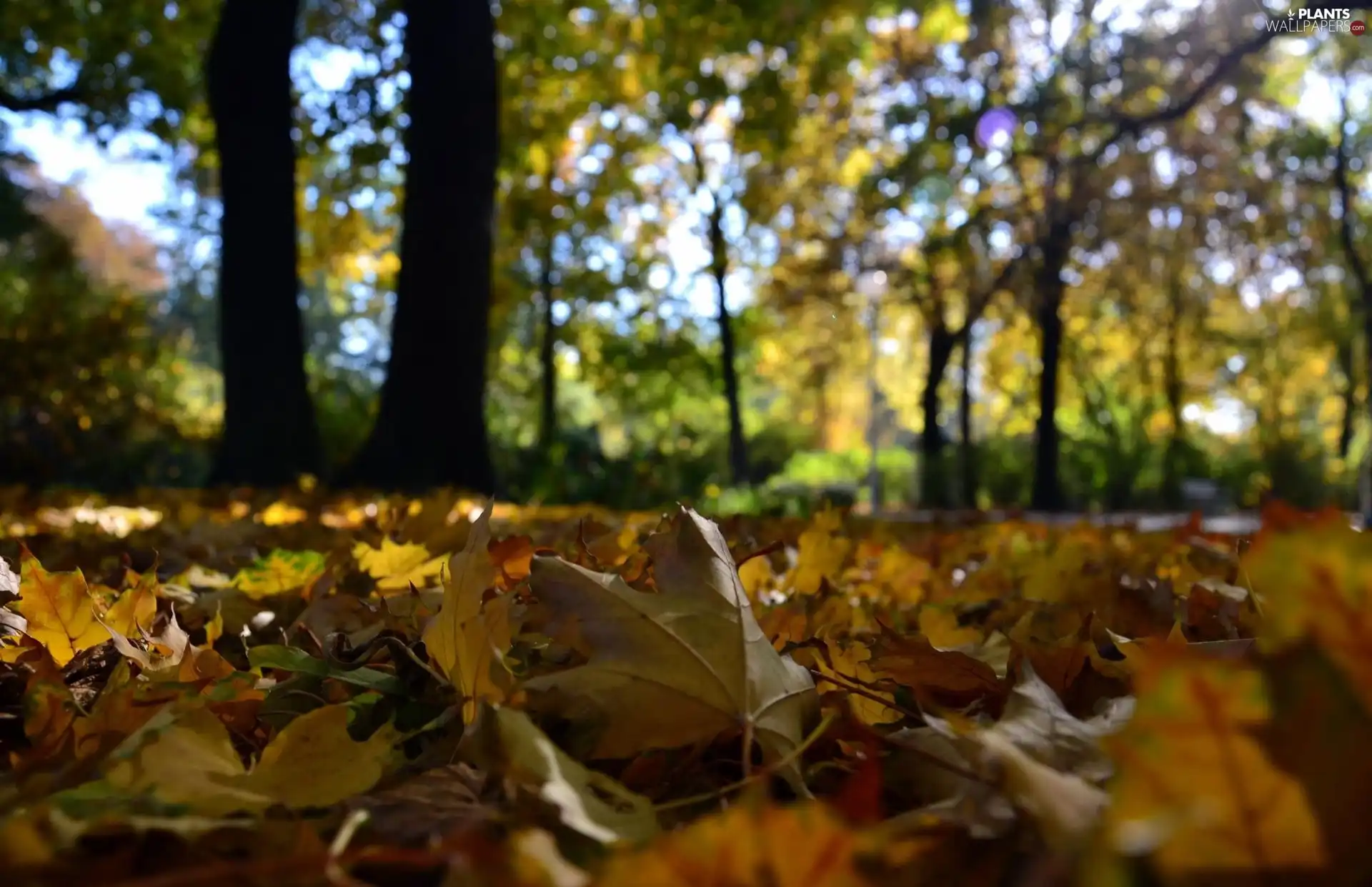 Leaf, maple