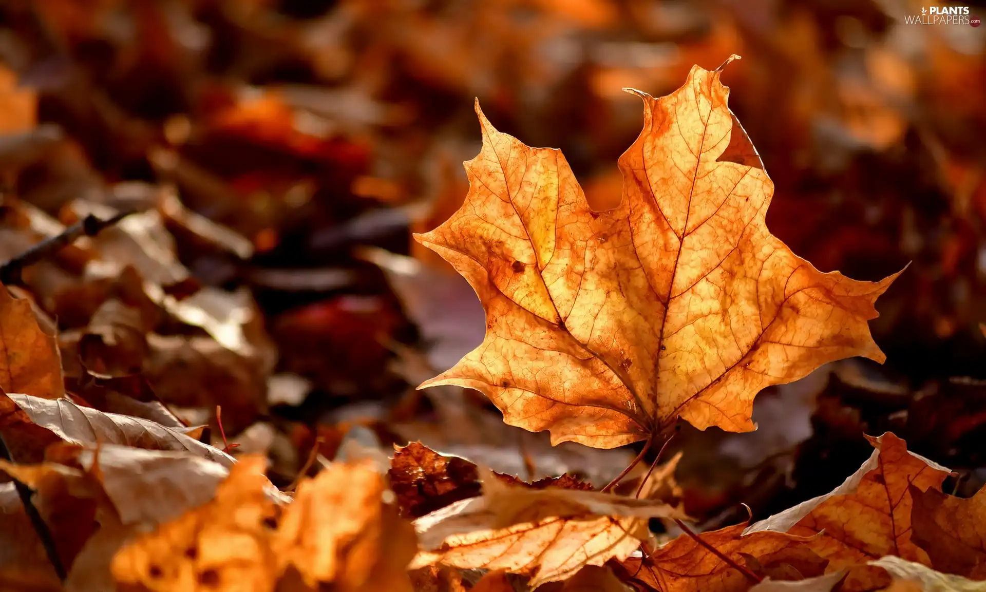 maple, Autumn, leaf