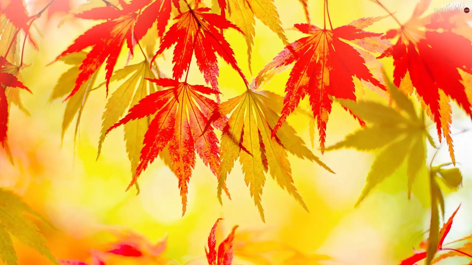 Leaf, color, blur, maple