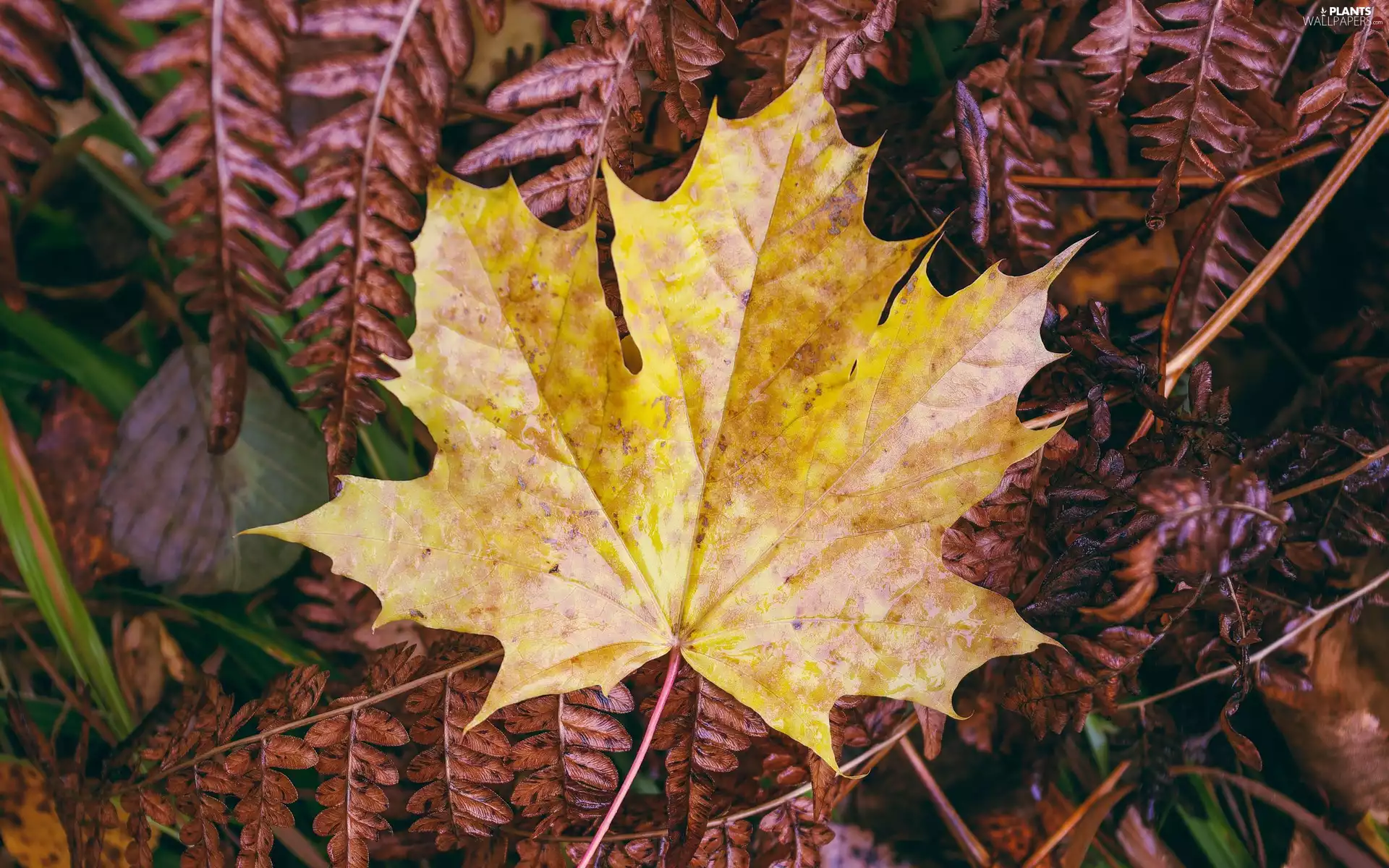 leaf, Leaf, fern, maple