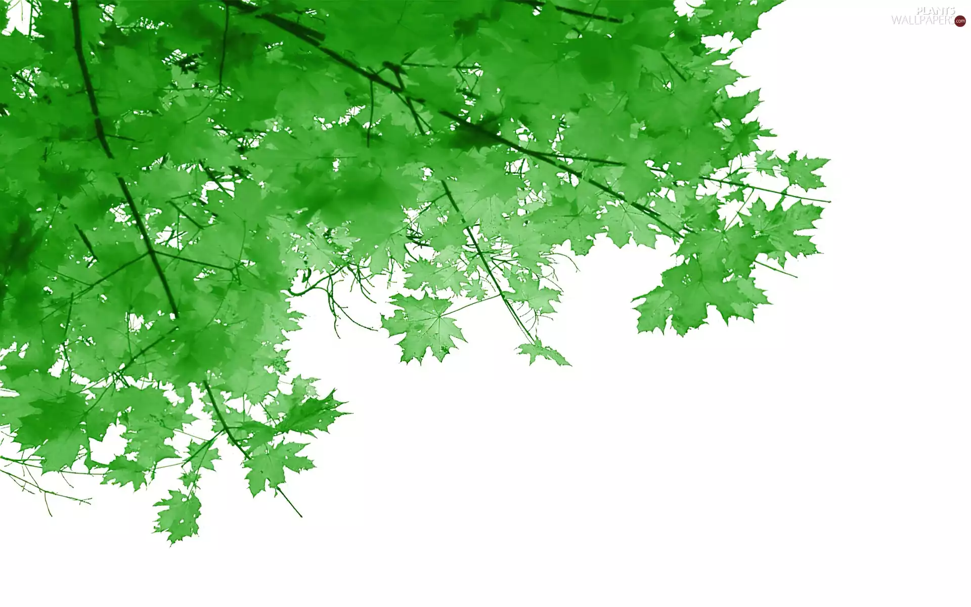 Leaf, trees, Sky, maple