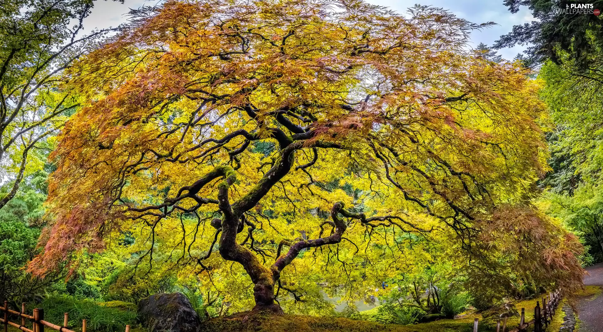 State of Oregon, The United States, Maple Palm, Japanese Garden, trees