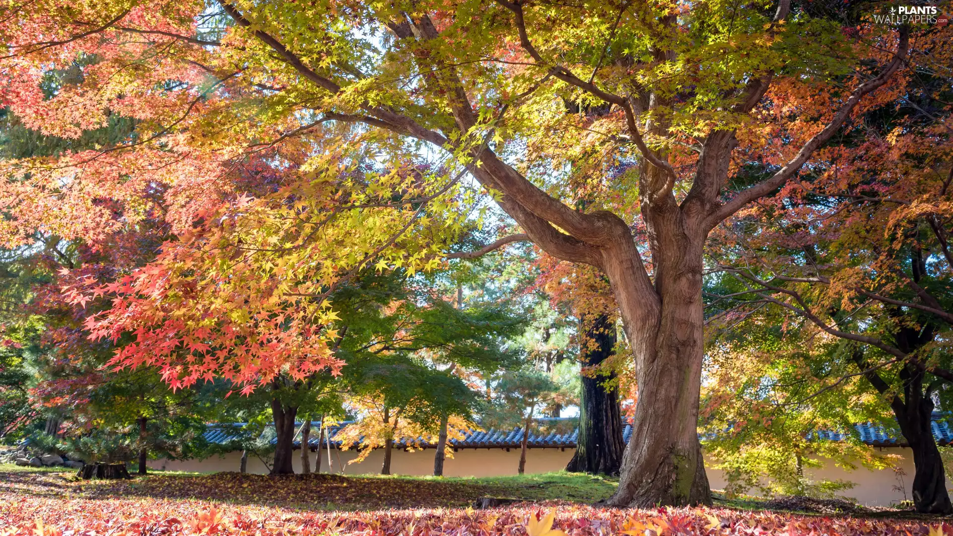 viewes, maple, Park, trees, autumn