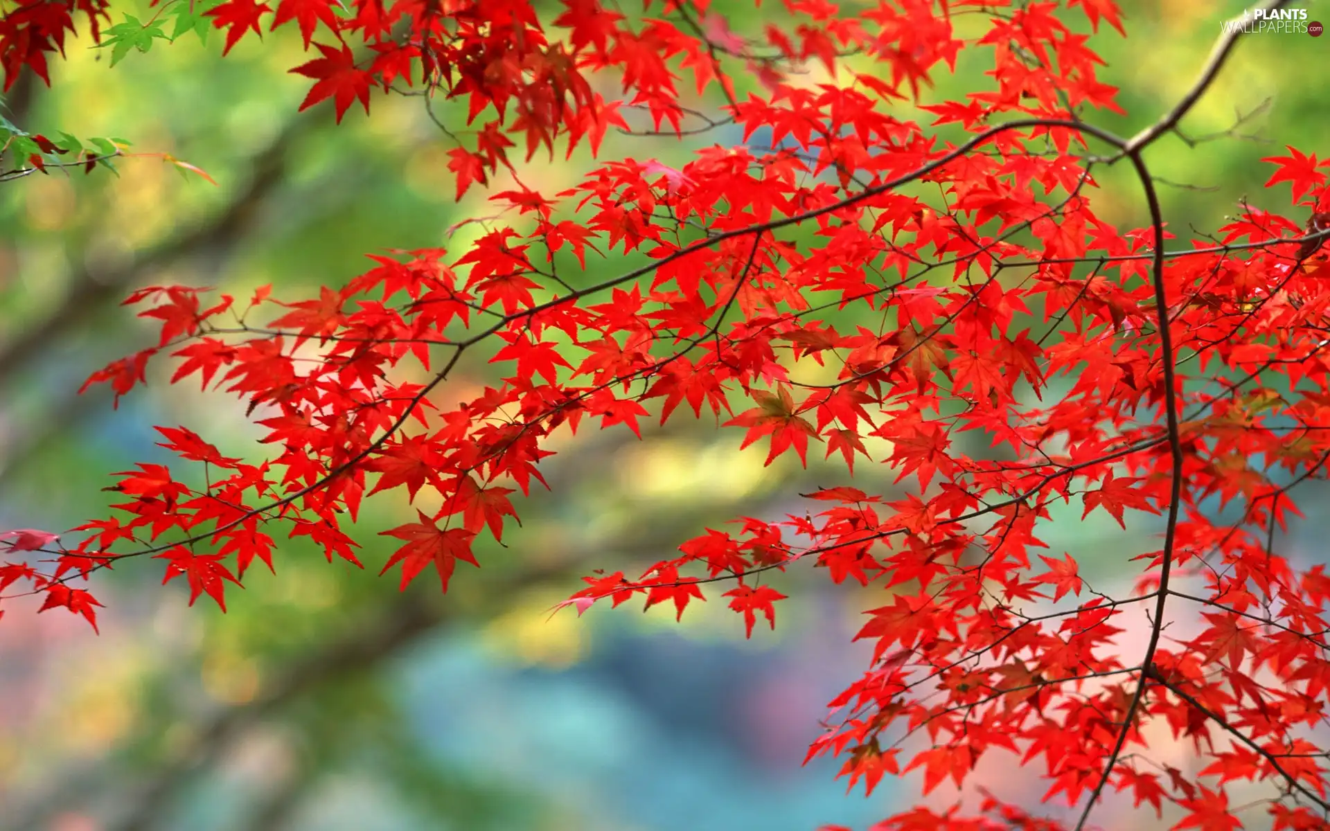 branch pics, Red, maple, Leaf