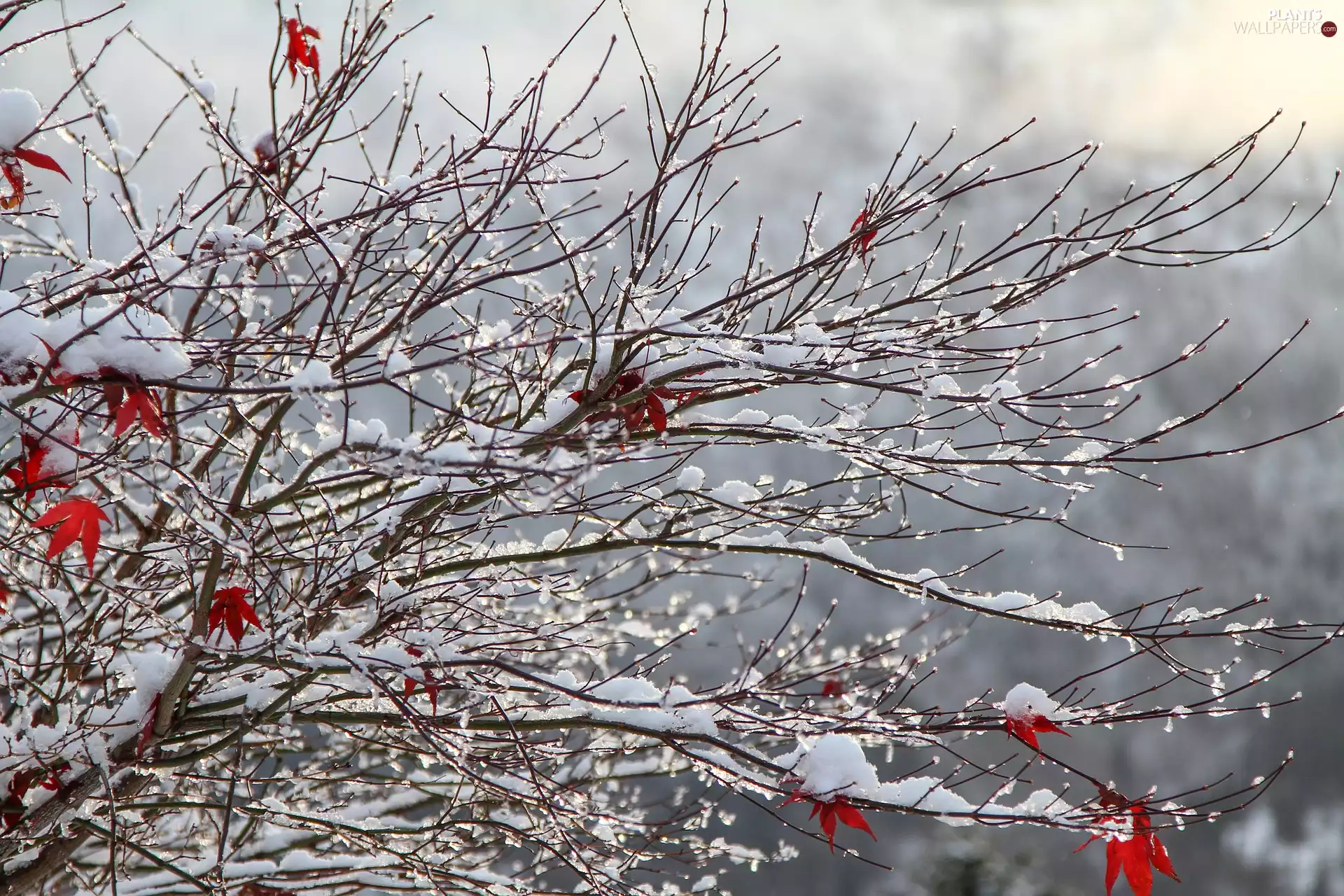 drops, branch pics, trees, snow, winter, Leaf, maple