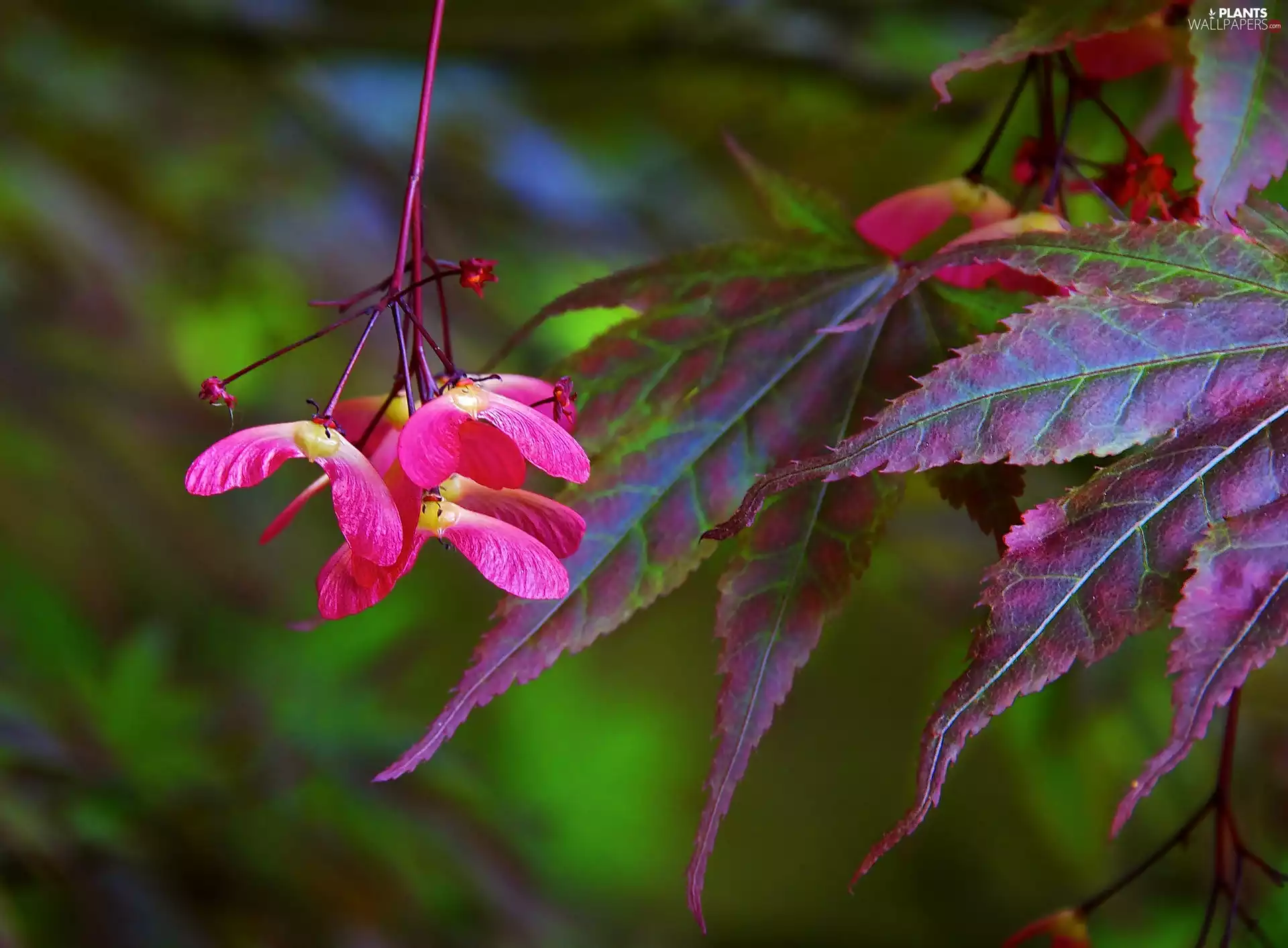 Seeds, Leaf, Japanese Maple