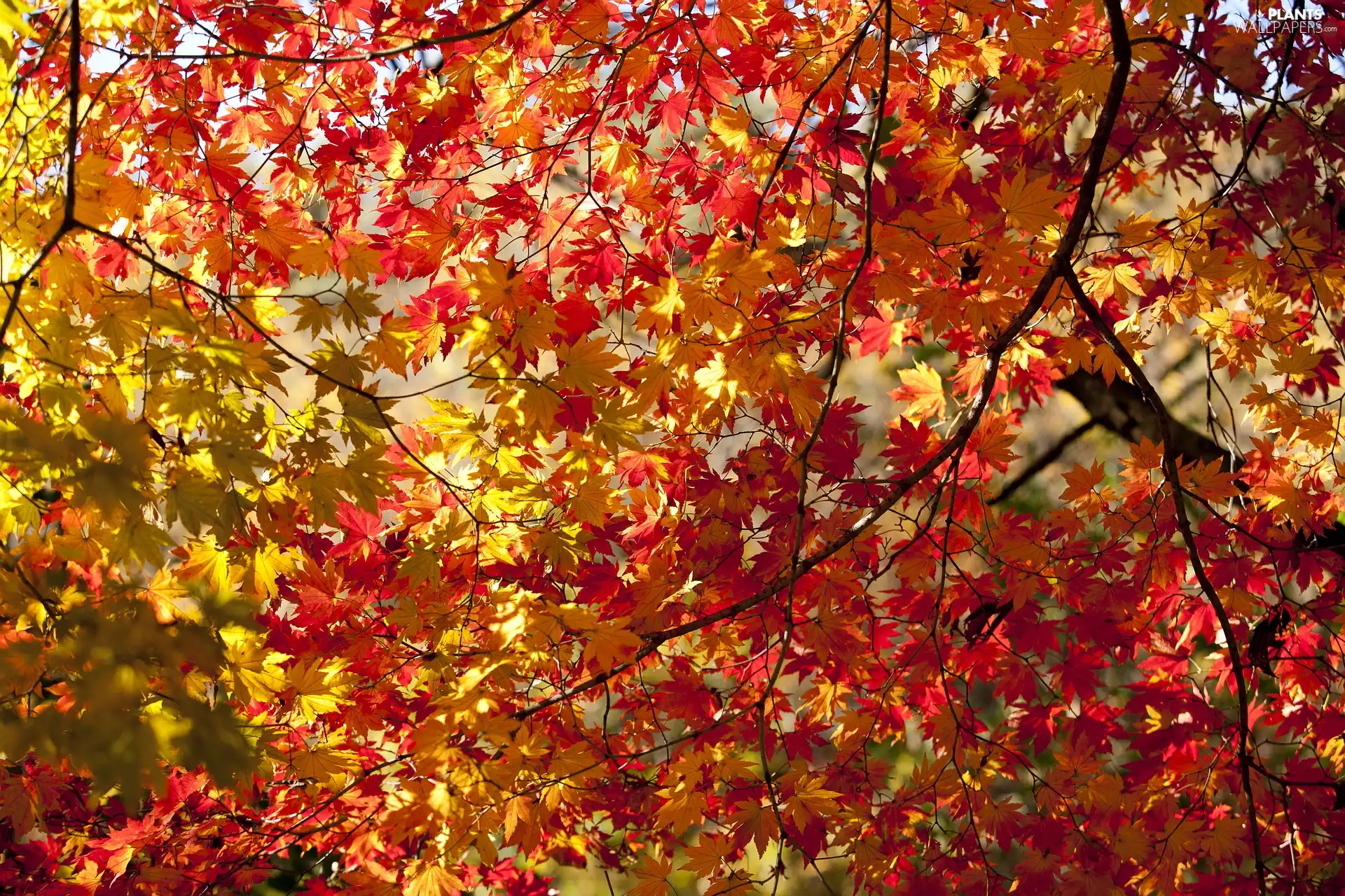 Leaf, autumn, trees, maple, branch pics, color