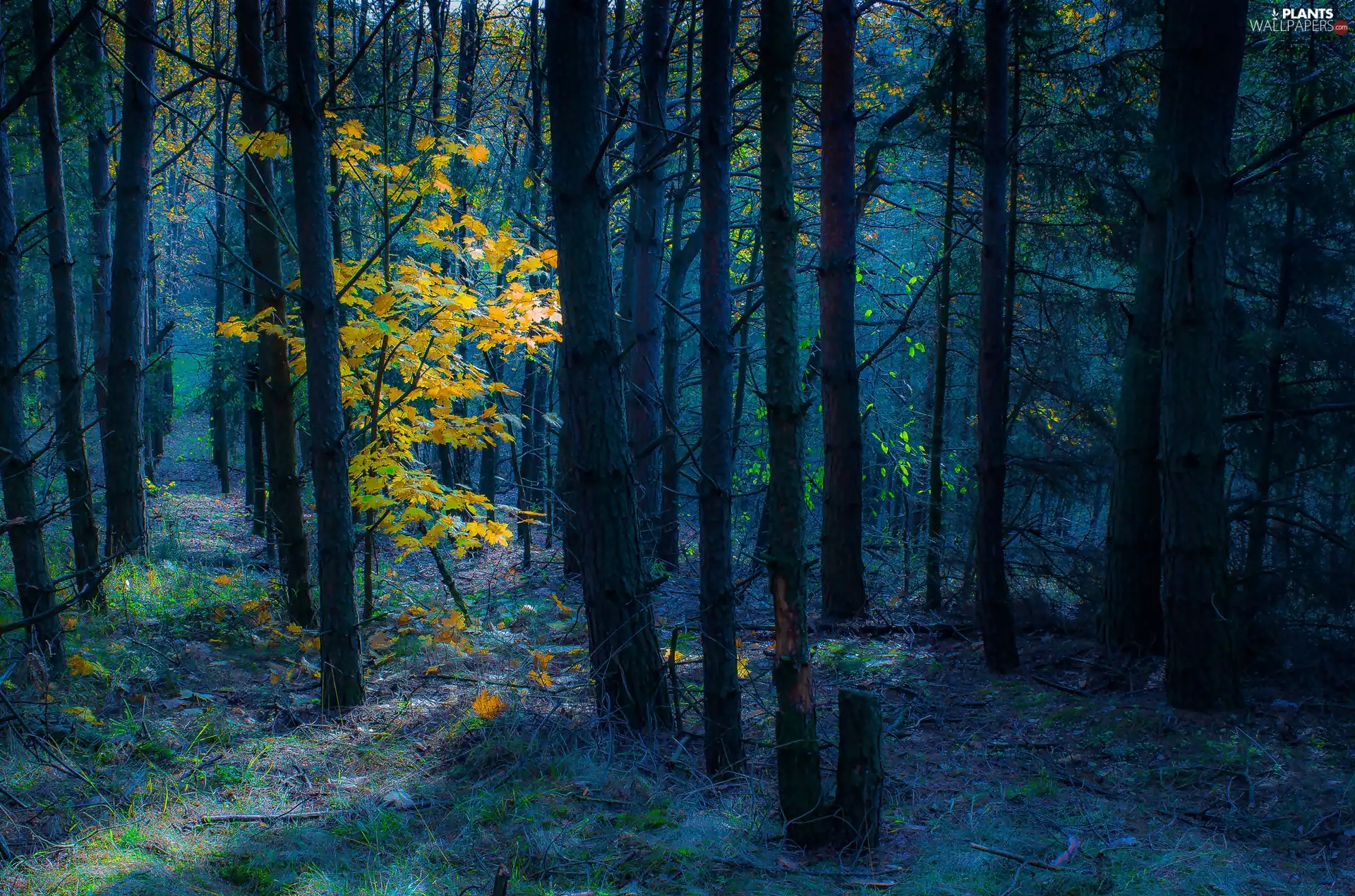 viewes, forest, Leaf, maple, Yellow, trees