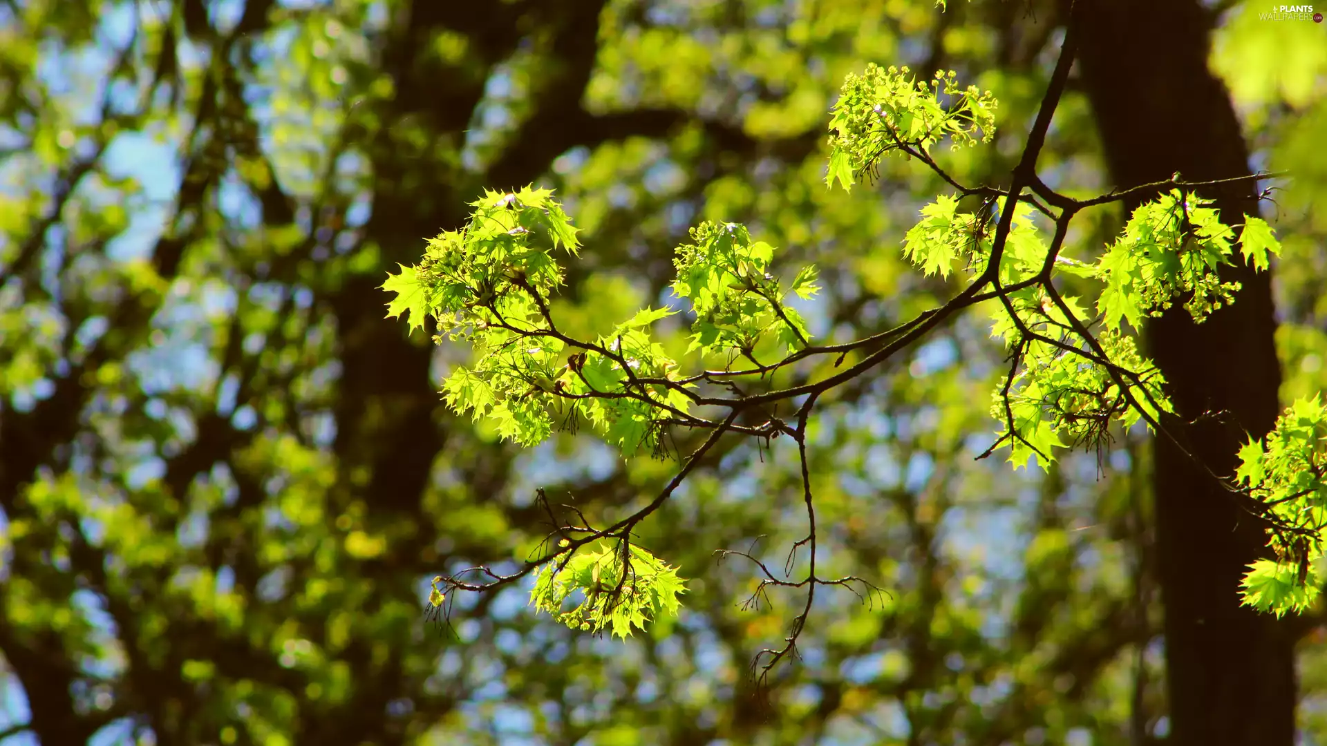 twig, illuminated, Leaf, maple
