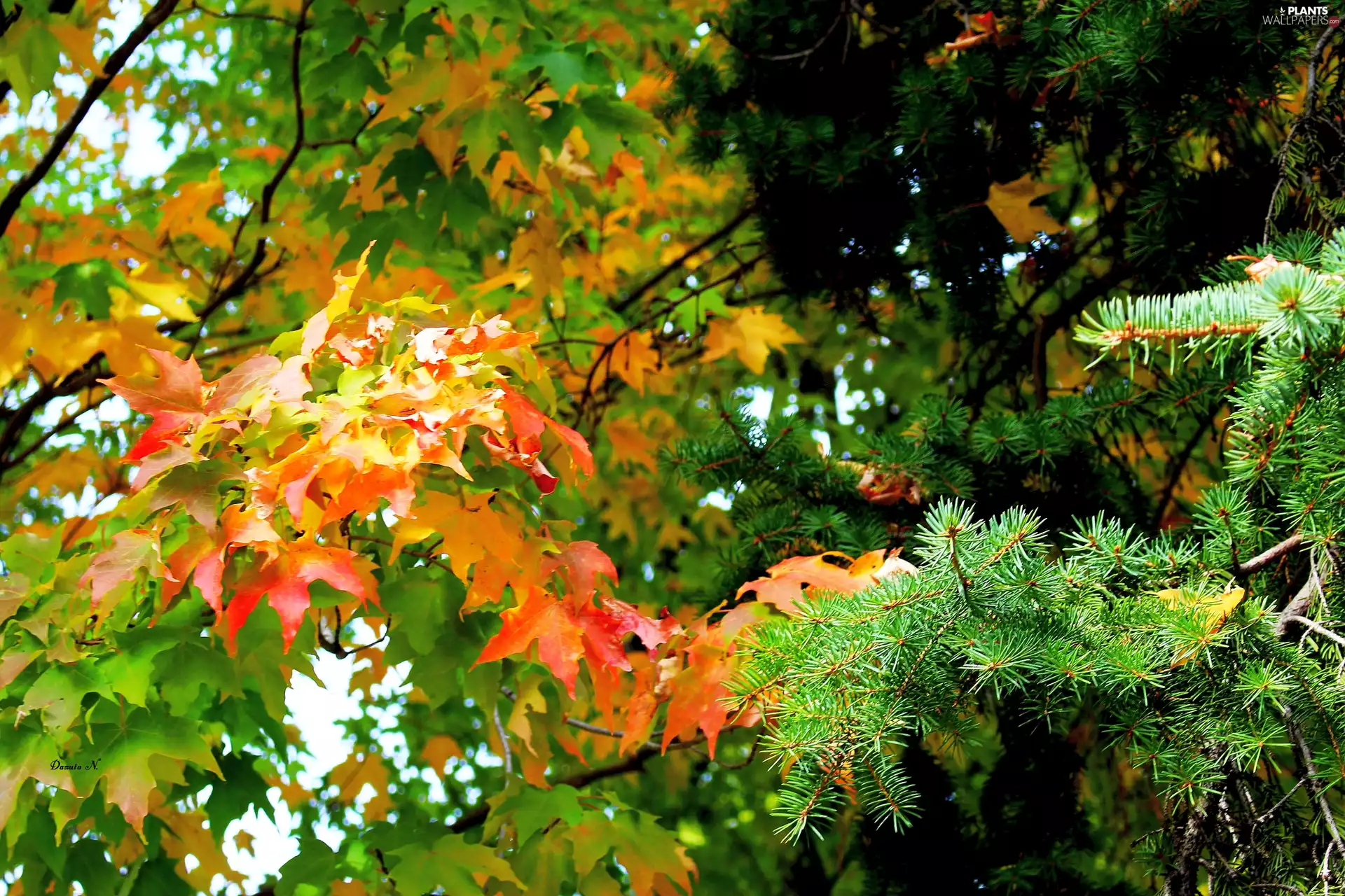 Leaf, maple, viewes, autumn, trees