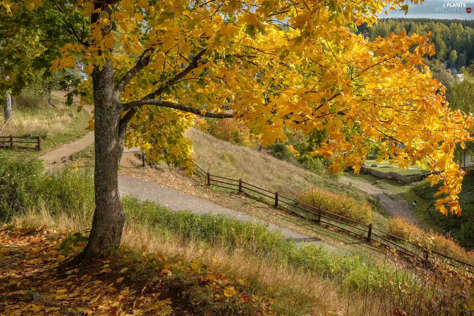 Leaf, trees, Way, maple, autumn, grass, fence