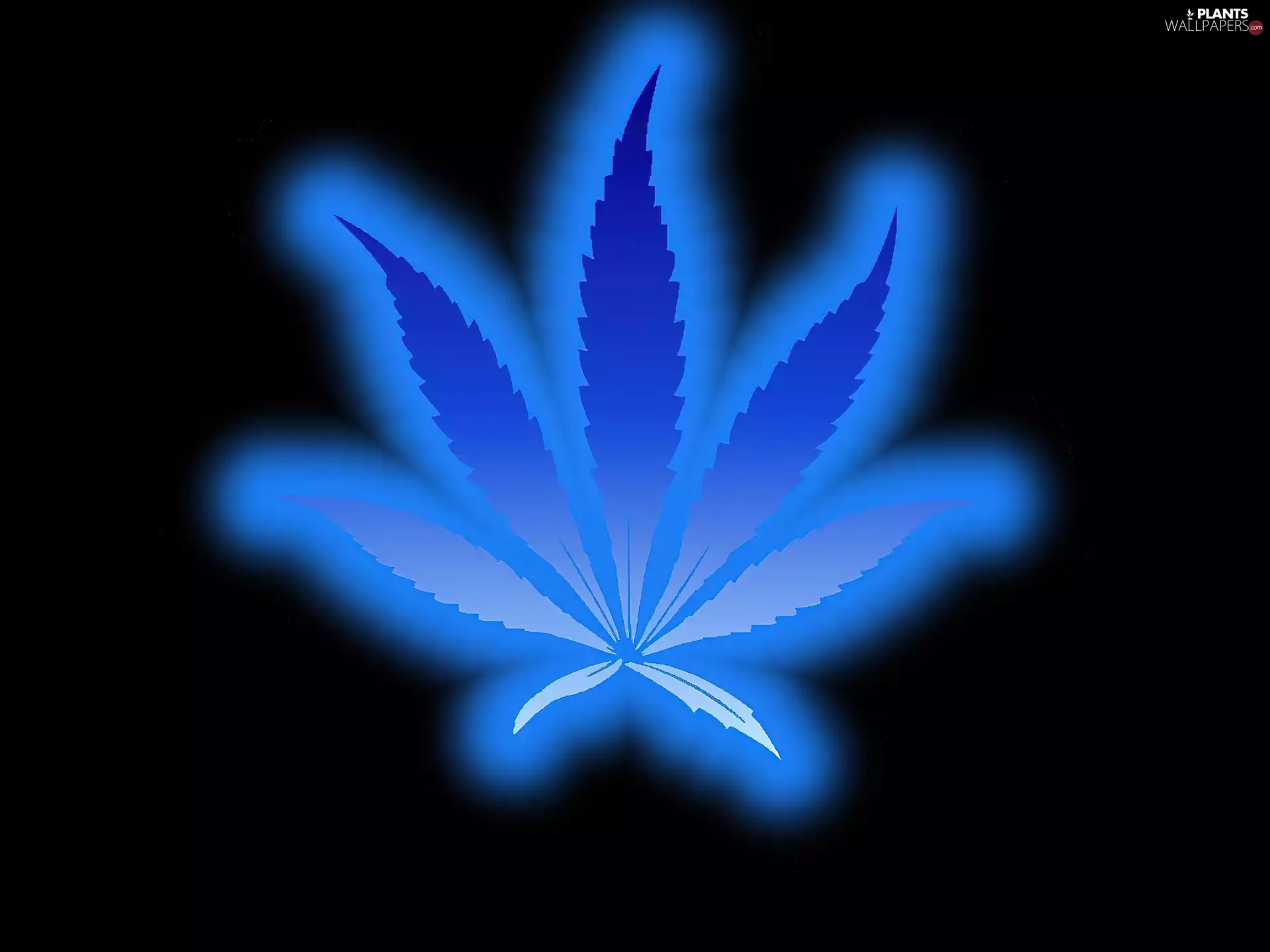 marijuana, blue, leaf