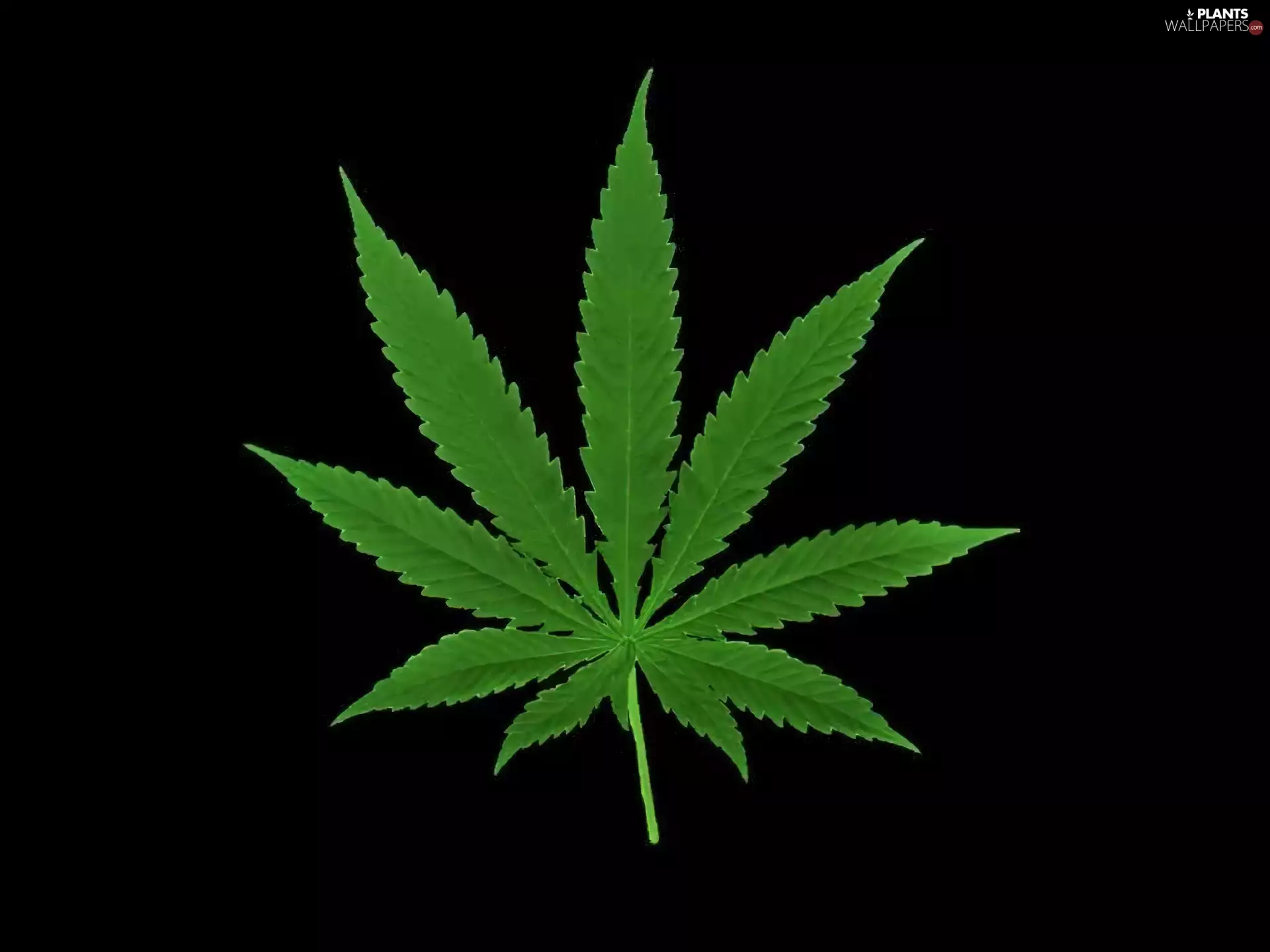marijuana, Green, leaf