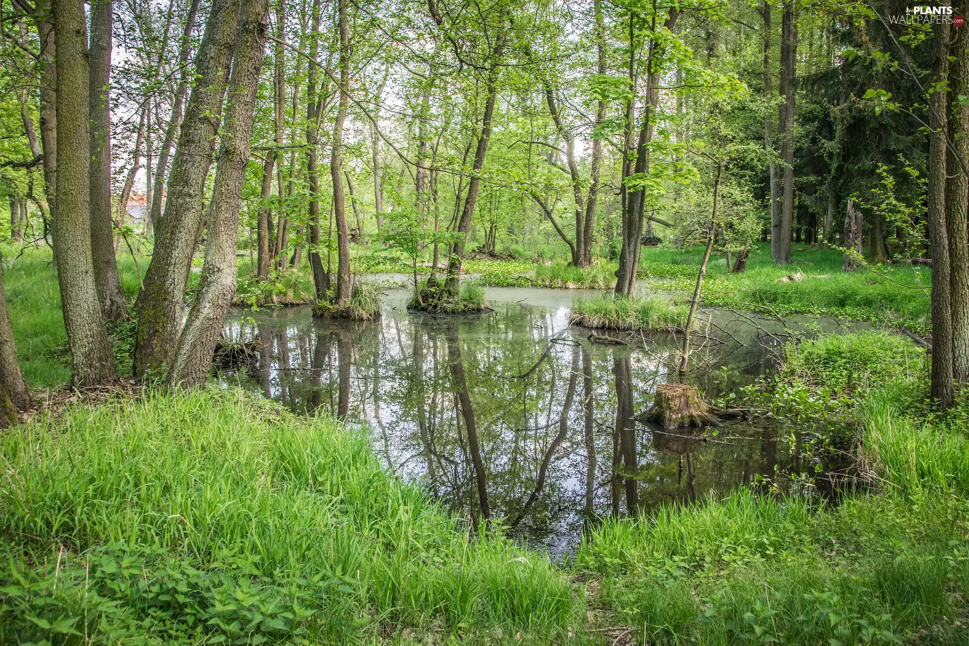 grass, marshland, trees, viewes, Spring