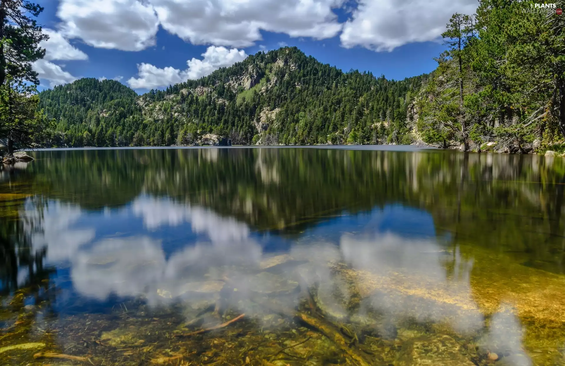 Massif del Carlit, France, Spruces, reflection, lake, Pyrenees Mountains