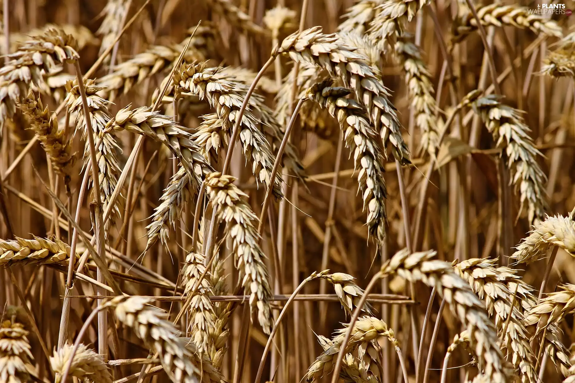 corn, Ears, Field, Mature