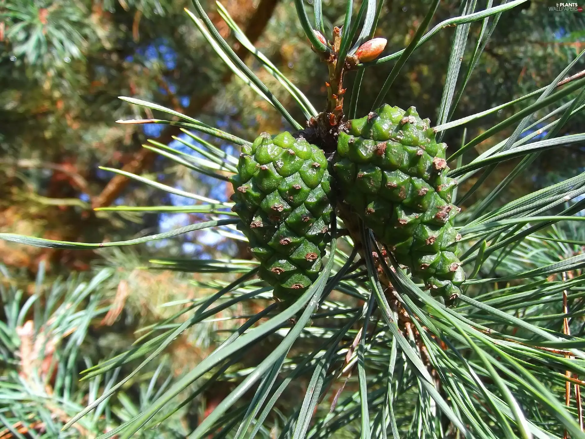 maturing, cones