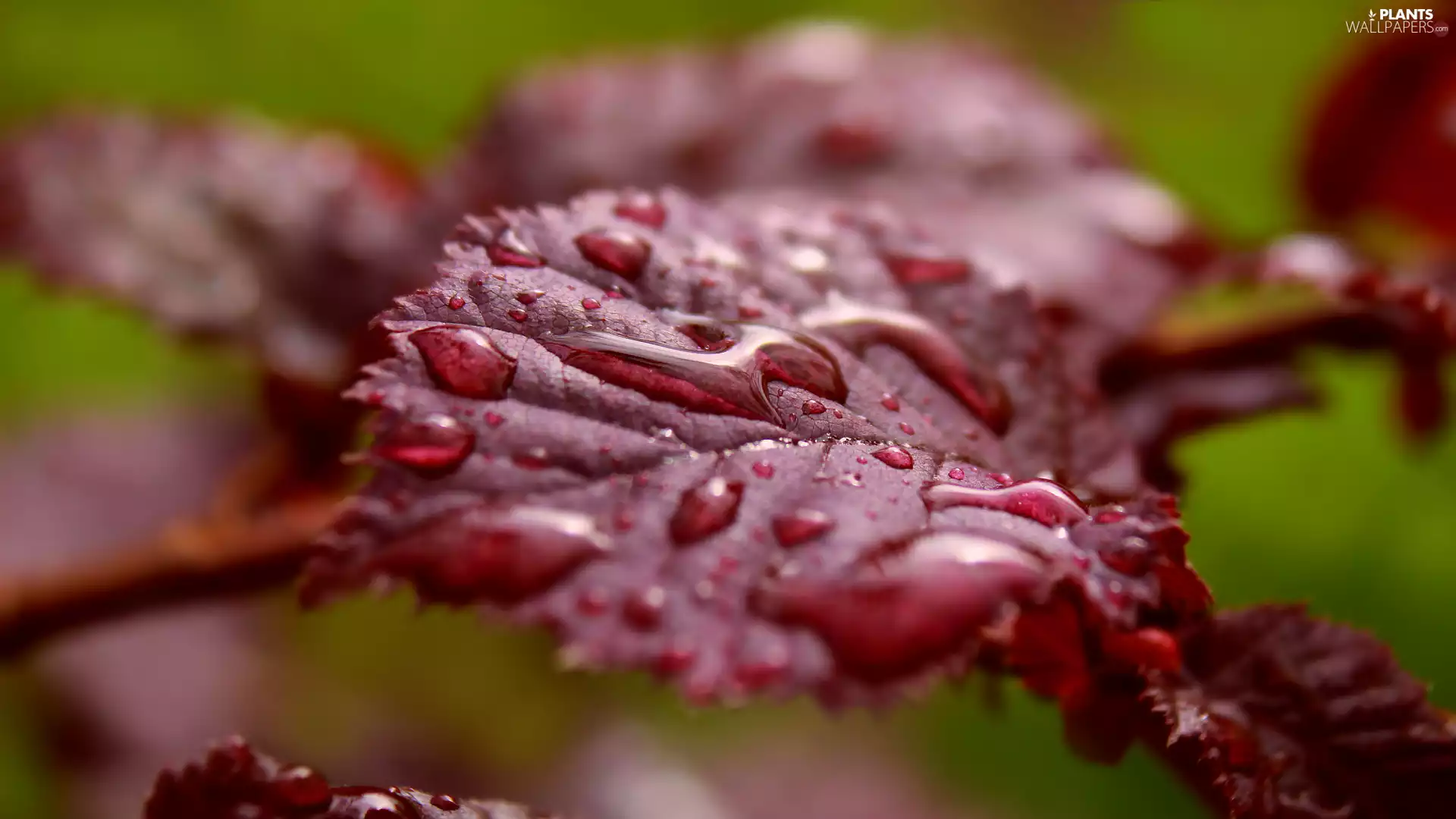 water, Close, Corylus Maxima, drops, leaf